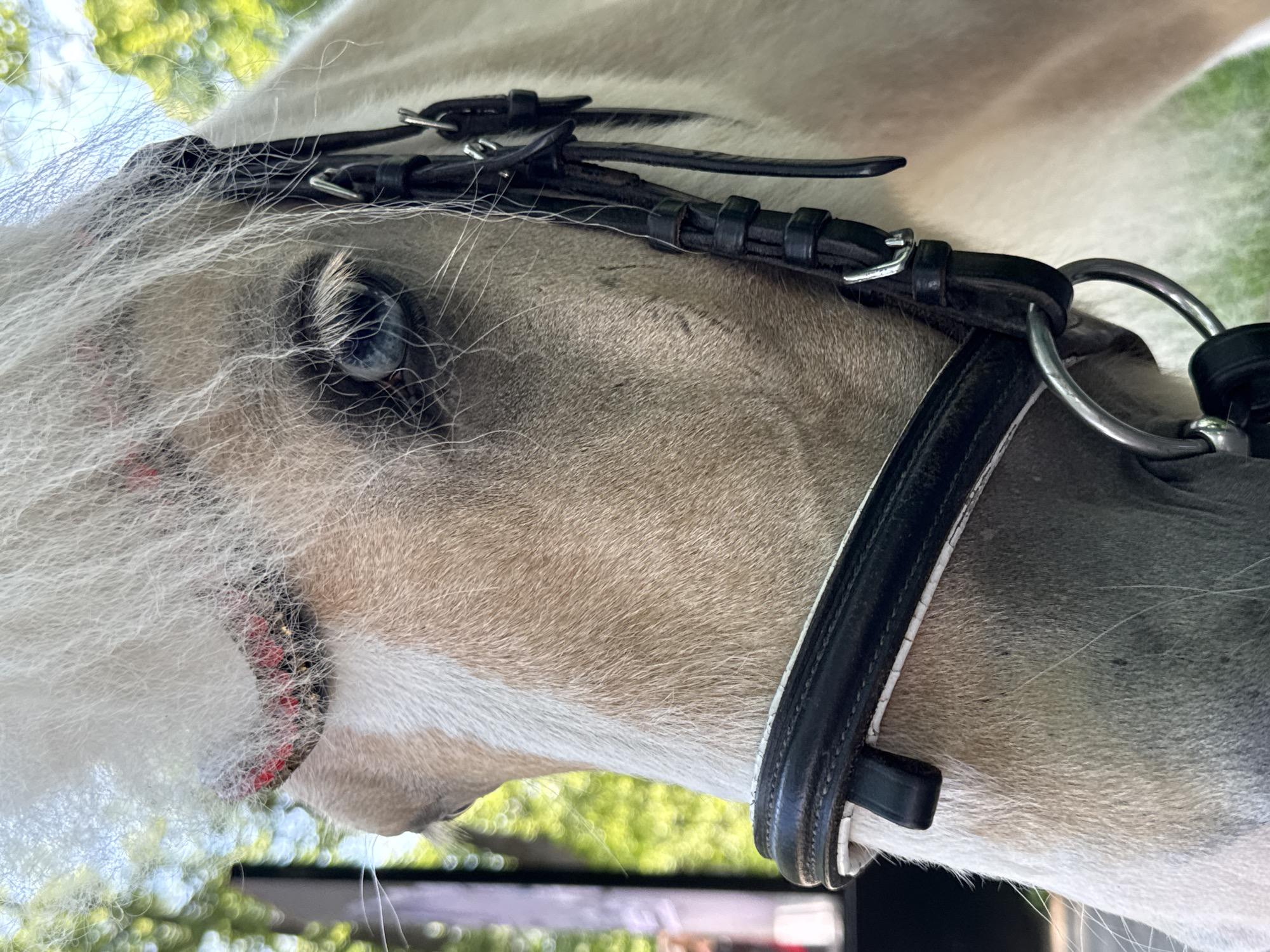 A close-up, head-and-shoulders shot captures a light-colored horse wearing a bridle. The horse's mane is a striking white, and its eye is a piercing blue. The bridle is made of dark leather, with silver buckles and rings. A decorative red and black beaded band adorns the horse's forehead. The background is softly blurred, with hints of green foliage and a bright sky, suggesting an outdoor setting. The overall impression is one of natural beauty and equestrian elegance. This image was not taken in Saint Petersburg, Russia, but rather in a natural outdoor environment.