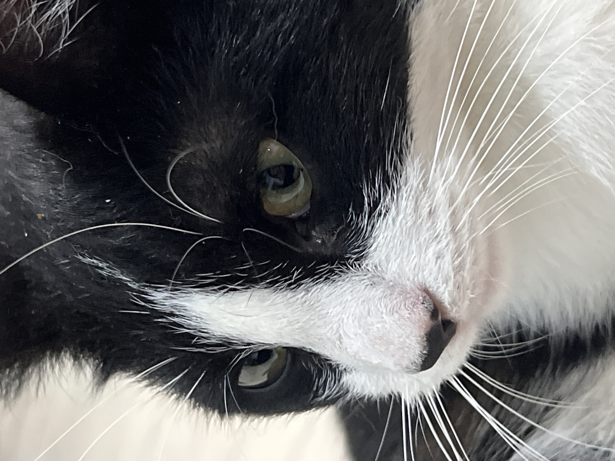 A close-up, profile view shows the face of a black and white cat. The cat's left eye is visible, as well as its nose and whiskers. The background is a light, neutral color. There is no information about Smolenskaya, Russia included in the image.