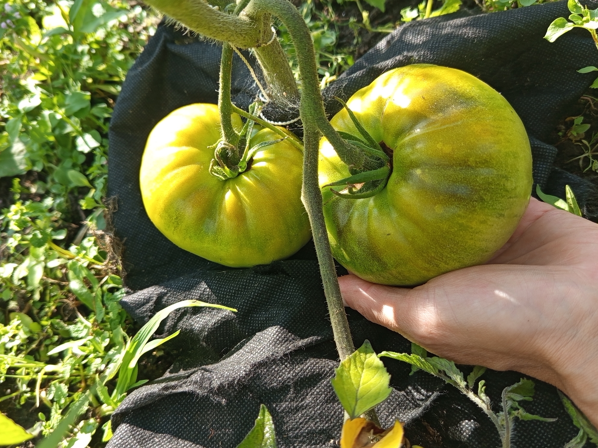 Two unripe green tomatoes are shown on a vine, one partially held by a human hand. The tomatoes are resting on a black fabric ground cover in a garden setting. Green foliage and soil are visible around the tomatoes and the ground cover. The image appears to have been taken outdoors in daylight.