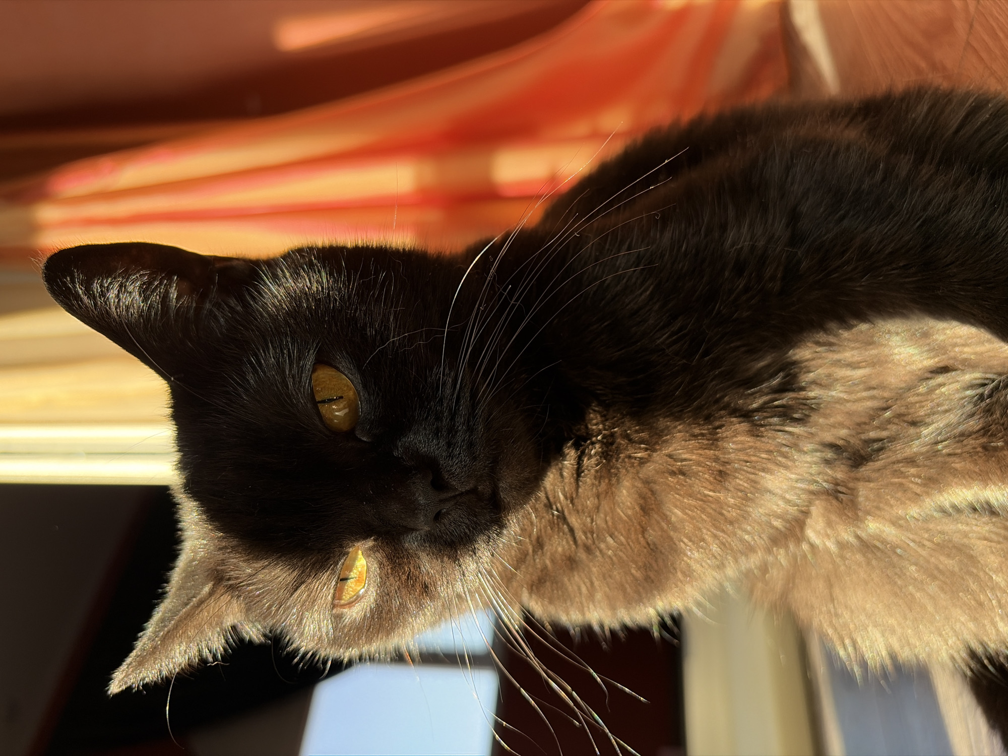 A close-up, eye-level, portrait-oriented photograph shows a dark brown cat with bright orange eyes sitting indoors, bathed in dramatic, low-angle sunlight. The cat's face is partially obscured by shadow on the left side, with its left eye catching the direct light. Long, white whiskers extend from its muzzle, shimmering with iridescent highlights from the sunlight. The cat's fur appears soft and slightly ruffled.
Behind the cat, a bright orange curtain or drape is visible, its folds illuminated by the same sunlight, creating vertical streaks of light and shadow. To the left of the cat, a blurry background reveals a window with light blue sky and a darker, out-of-focus interior space. The floor beneath the cat is a light, wooden surface.
The image was captured in Leninsk-Kuznetskiy, Russia. There are no people or discernible actions other than the cat's static pose. The environment is domestic, with natural light playing a significant role in the composition.