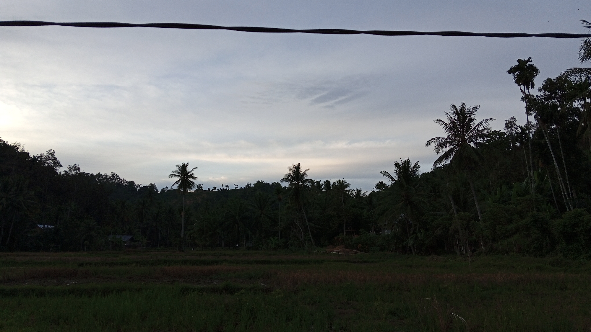 The image depicts a serene landscape in Palohpanyang, Indonesia, under a cloudy sky that suggests either dawn or dusk. A dark, thick power line stretches horizontally across the upper portion of the frame, casting a slight shadow. Below this, a lush green rice paddy occupies the foreground, its textures suggesting a recent harvest or growth. Beyond the paddy, a dense, dark green forest covers rolling hills. Numerous palm trees, characteristic of tropical regions, are scattered throughout the landscape, with some standing tall and prominent against the sky, while others are nestled within the foliage. The overall scene conveys a sense of natural tranquility and rural life in Indonesia.
