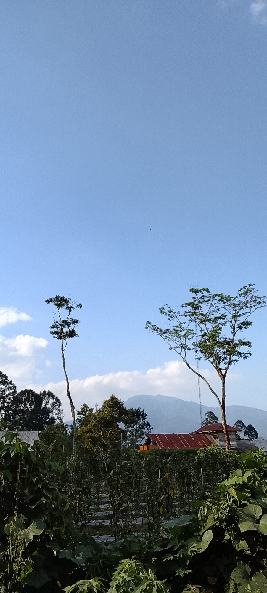 This is a vertical, eye-level shot taken outdoors in what appears to be a rural or semi-rural area. The sky is a clear, bright blue with a few scattered white clouds, and a small, dark speck, possibly a bird, is visible in the upper right quadrant of the sky. In the foreground, lush green foliage and plants fill the bottom of the frame, suggesting a garden or agricultural plot. Behind the foliage, a field with visible rows of plants covered in plastic sheeting stretches into the mid-ground.
Dominating the mid-ground are two trees. The one on the left is tall and slender with sparse foliage concentrated at the top. The tree on the right is shorter but fuller, with a more expansive canopy of leaves. Behind the trees, a building with a prominent, weathered red-tiled roof is visible. Further in the background, a range of hazy blue mountains forms the horizon. The overall impression is a tranquil, possibly agricultural landscape under a clear sky. The mention of Padang Dalom, Indonesia, suggests this is a scene from that specific location.