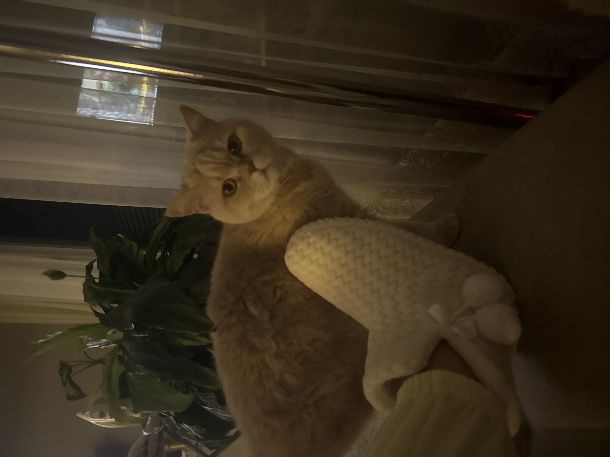 A medium-sized, light-orange tabby cat is the central subject of the image. The cat is partially obscured by a white, patterned plush toy or blanket. The cat is looking directly at the camera with a curious expression. The background includes a window with partially obscured blinds, a green leafy plant, and a portion of what appears to be a beige couch or bedding. The scene is dimly lit. The location is Unknown, Unknown. The person's arm is wearing a yellow shirt and holding the white plush.