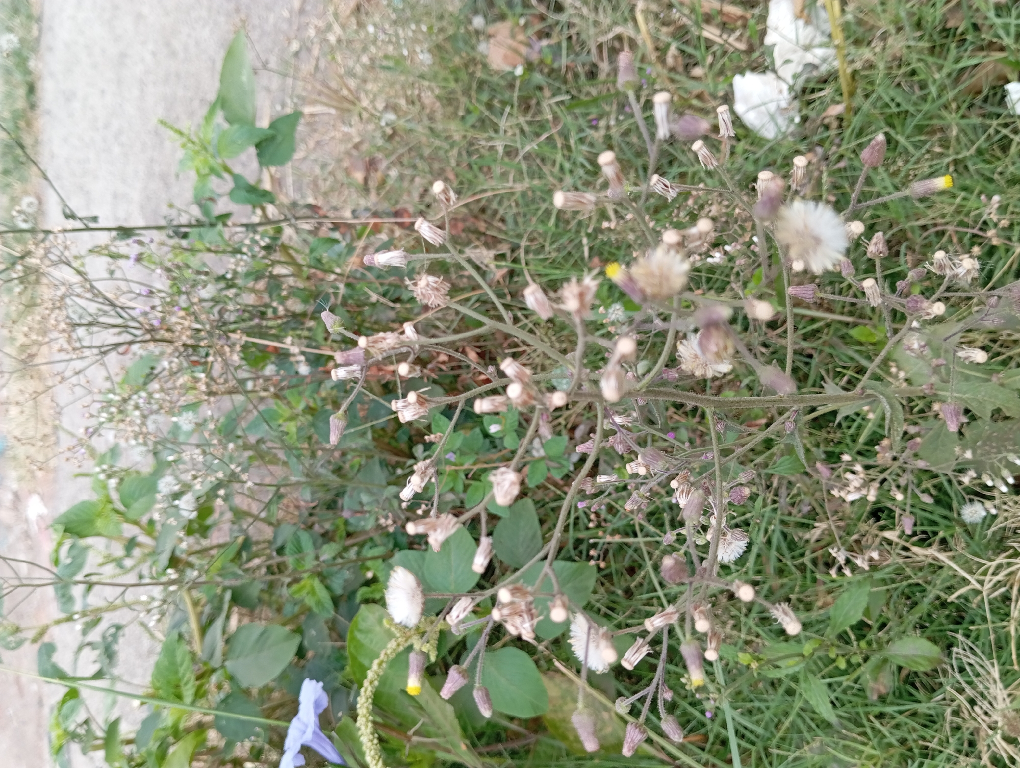 A close-up, eye-level shot captures a cluster of small, dried wildflowers with wispy white seed heads and a few purple buds. The flowers are on thin, dry stems and are surrounded by green grass and larger green leaves. In the background, a blurred light-colored surface, possibly a road or paved area, is visible. The overall impression is one of an outdoor, natural setting, likely a roadside or undeveloped area in Lemahbang, Indonesia, given the context. There are no people or animals visible in the frame, and no discernible actions or interactions are taking place. The focus is solely on the botanical subjects.