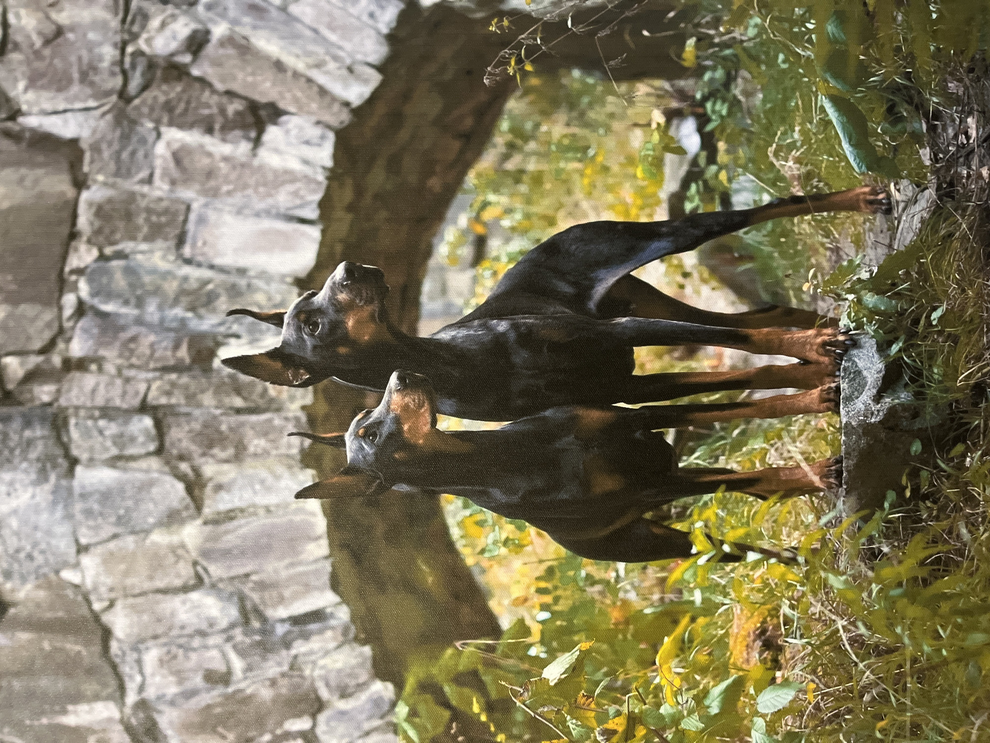 Two Doberman Pinschers stand on a stone ledge in front of a stone archway. The dogs are black and tan, with cropped ears and tails. They are facing to the right, looking out at something unseen. The archway is covered in moss and ivy, and the surrounding area is filled with green foliage and yellow leaves, suggesting an autumn setting. The overall impression is one of nobility and strength.