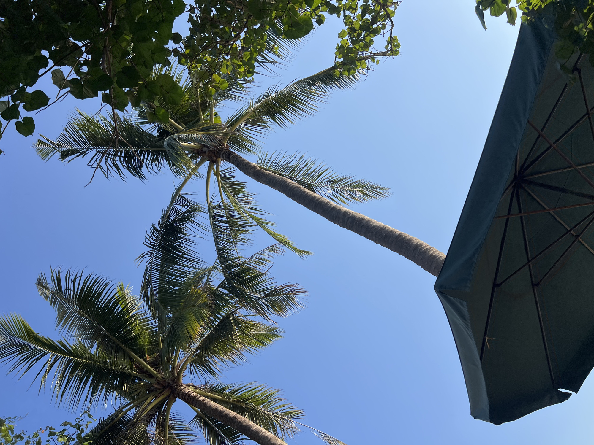Two palm trees with tall trunks and fronds are visible against a clear blue sky. In the foreground, a dark green umbrella is positioned on its side, angled upwards, with its fabric stretched taut over a frame of dark supports. Green foliage from another tree partially obscures the upper right portion of the sky. The scene appears to be an outdoor setting, possibly a resort or beach area in Kuta, Indonesia, suggested by the presence of palm trees and an umbrella typically found in such locations.