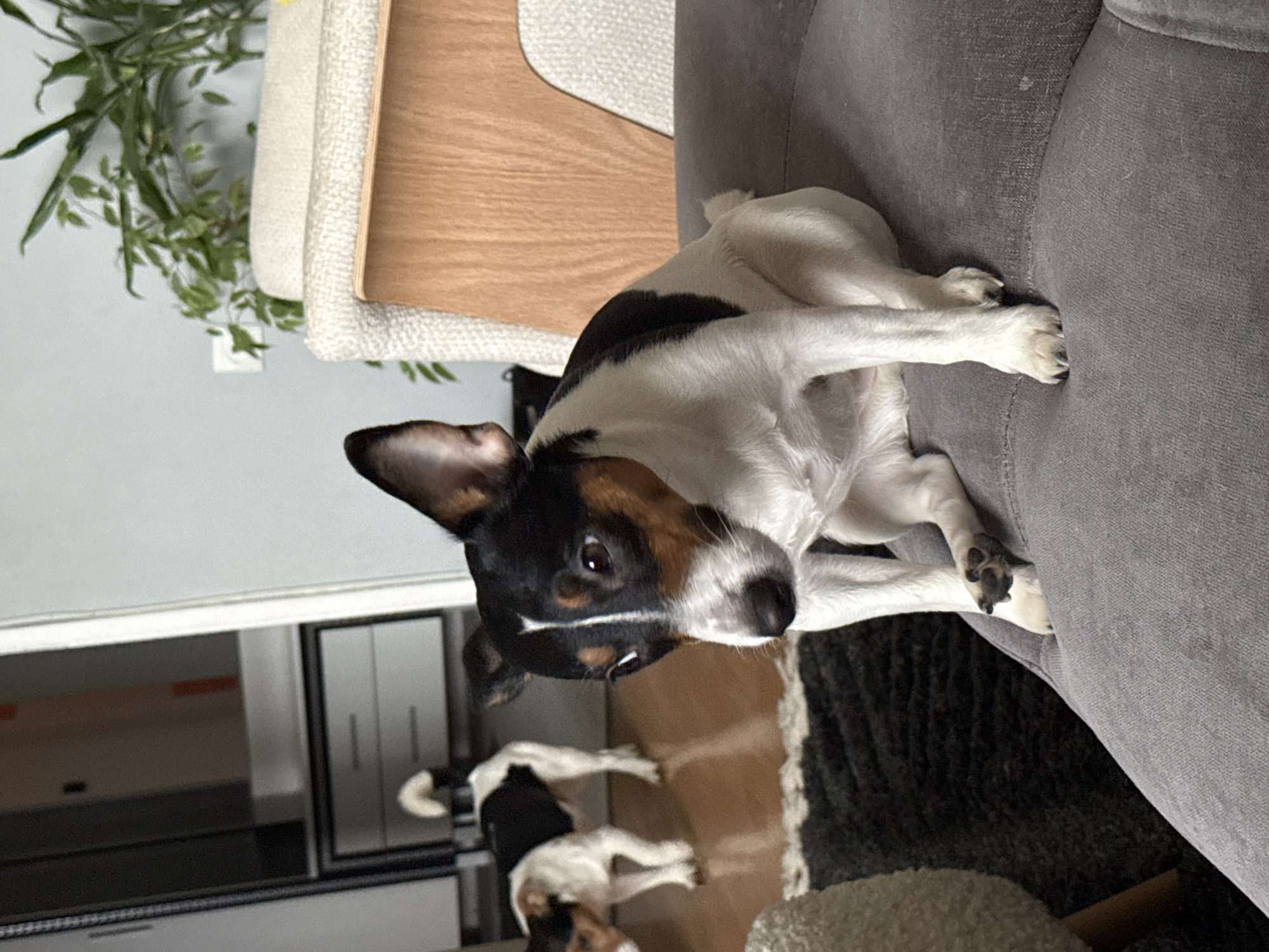This indoor image, captured in Sofia, Bulgaria, depicts two small dogs within a living space. The primary subject is a tri-color dog, possibly a Jack Russell Terrier mix, with white, black, and tan markings. This dog is positioned on the armrest or back of a grey fabric sofa, looking directly towards the viewer with an alert and curious expression. Its paws are visible, showing its nails.
In the background, a second dog of a similar breed and coloring is seen lying on a wooden floor. The room's furnishings include the grey sofa, a chair with a light-colored upholstered back and a wooden frame, and modern grey or silver cabinets or appliances in the far background. A dark, textured rug is partially visible on the wooden floor. Green foliage, appearing to be a wreath or hanging plant, is mounted on a light-colored wall in the upper left. The lighting indicates it is daytime. No visible text is present in the image.
