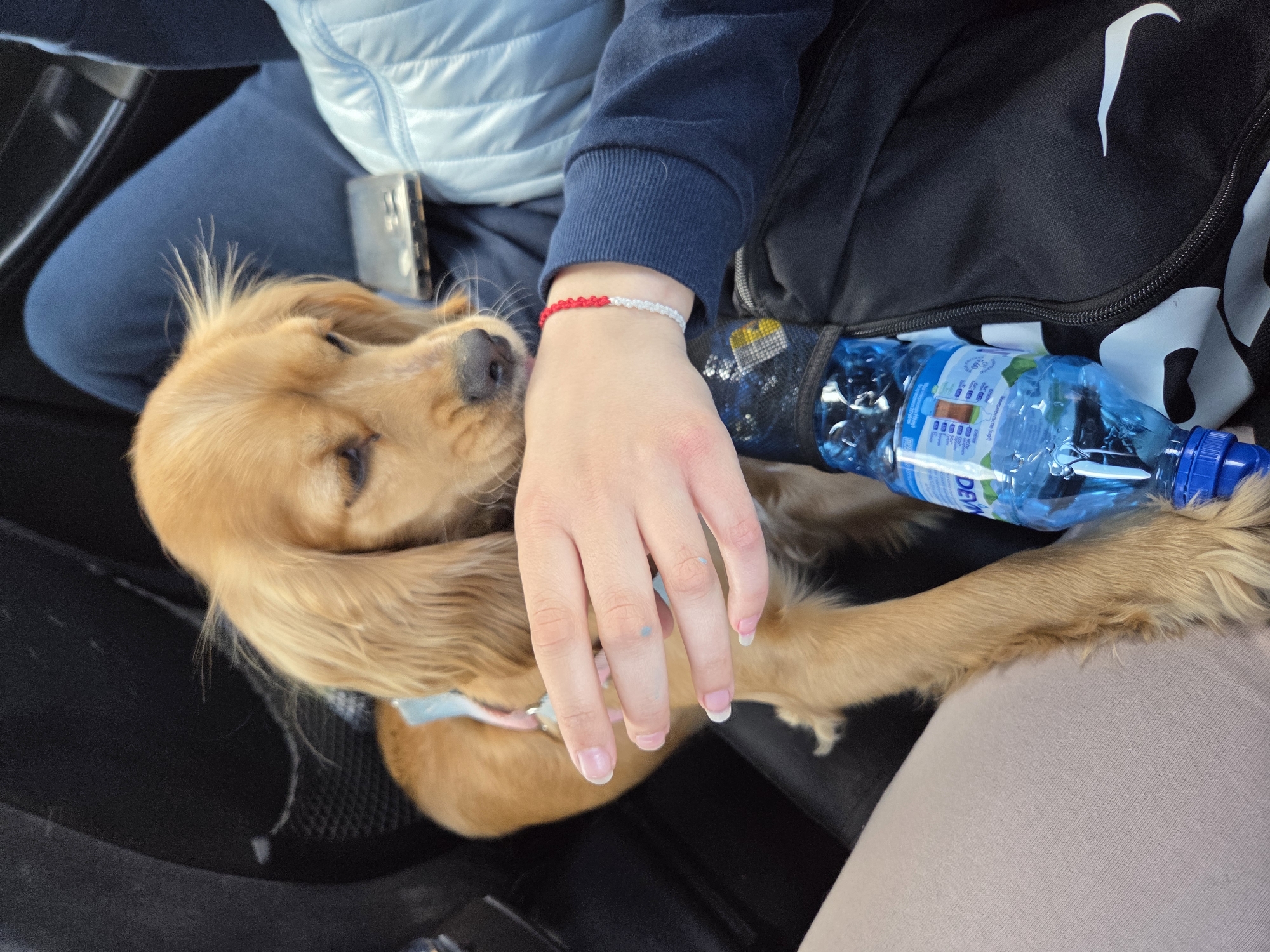 A medium shot shows a golden cocker spaniel resting on a person's lap inside a vehicle. The dog's head is resting on the person's arm, which is adorned with a red and white bracelet. A bottle of water is also situated on the person's lap, near the dog. The scene is in a car. The exact location in Koilovtsi, Bulgaria is not discernible.