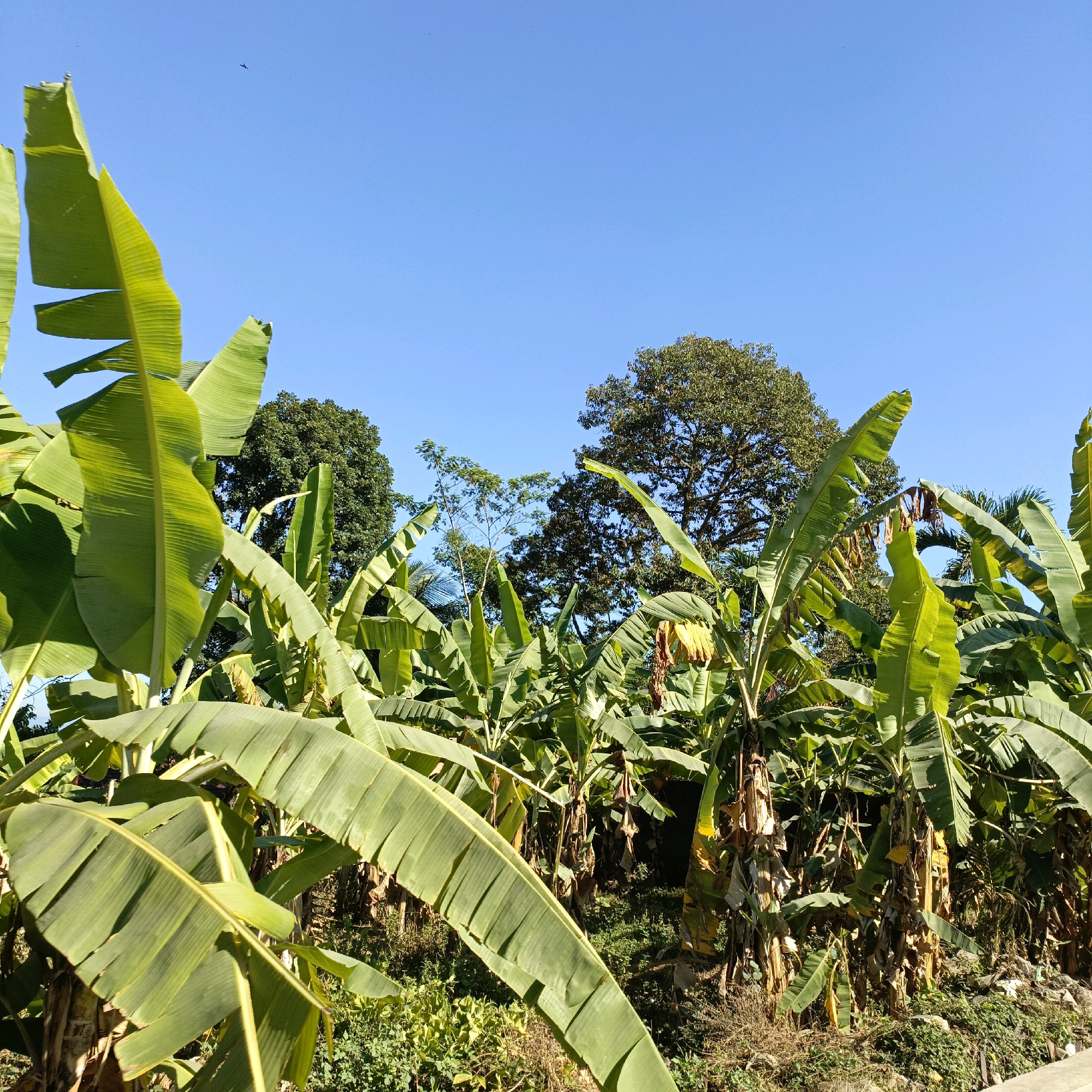 The image shows a plantation of banana trees under a clear blue sky in Sraten, Indonesia. The foreground is dominated by large, vibrant green banana leaves, some of which are close to the camera, giving a sense of depth. In the background, more banana trees are visible, along with a few larger trees with dense foliage. The ground appears to be uneven, with some dry vegetation and debris. The lighting suggests it is daytime, with the sun casting shadows and highlighting the textures of the leaves. No people or animals are present in the frame.
