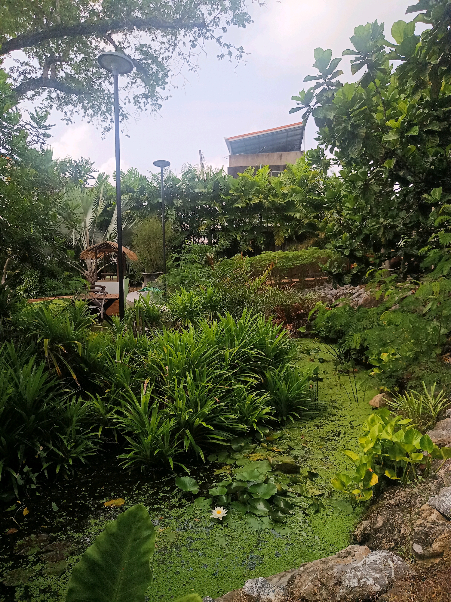 A tranquil garden scene is depicted in this image, likely located in Tambon Pak Nam, Thailand, given the lush tropical vegetation and architectural style visible in the background. The foreground features a small pond covered in a thick layer of green algae and duckweed, with a single white water lily blooming in the center. Tall, leafy plants flank the pond, creating a dense green border. In the mid-ground, a wooden boardwalk leads towards a thatched-roof hut, suggesting a rustic seating area or pavilion. Two tall lampposts stand on either side of the path. Beyond the garden, a multi-story building with a distinctive orange-tiled roof and grey facade rises above the trees, indicating the presence of urban development nearby. The sky is overcast, contributing to the soft, diffused lighting of the scene. The overall impression is one of a serene, natural oasis amidst a developed area.