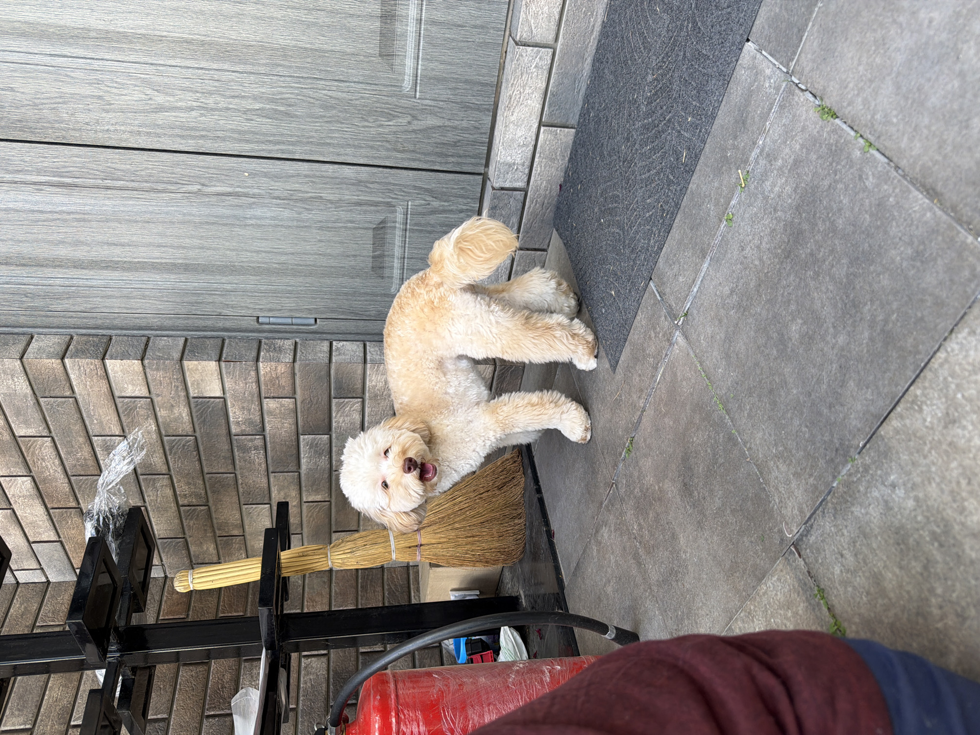 An outdoor shot of a light brown dog with a fluffy coat standing on a tiled walkway in front of a gray wooden door and a brick wall. A broom is leaning against a black metal stand to the left of the dog, next to a red fire extinguisher. The dog is looking towards the camera with its mouth slightly open. The scene appears to be an exterior of a residential building. The location is identified as Bila Tserkva, Ukraine.