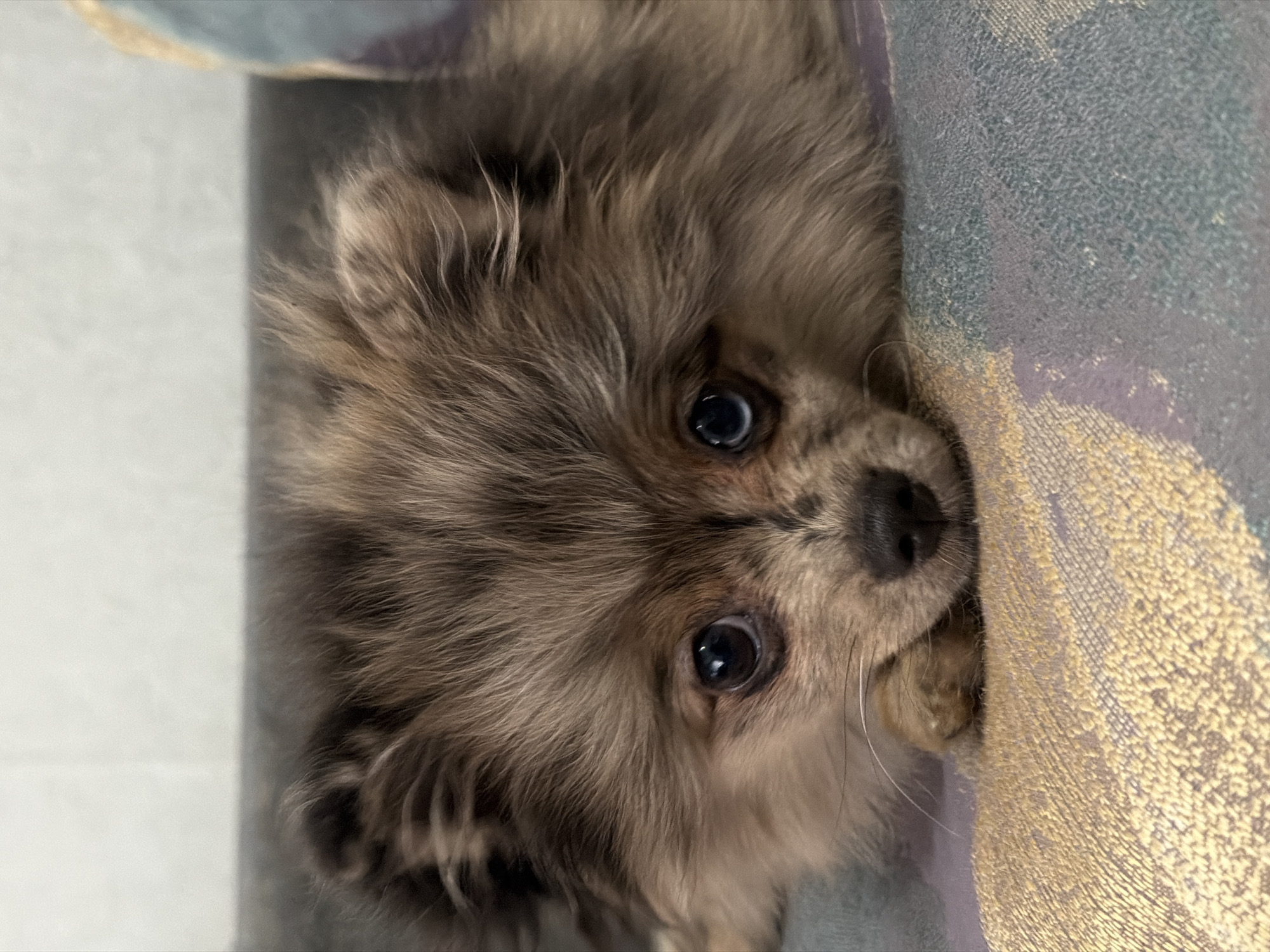 This close-up portrait, captured in Chaikovsky, Russia, features a small, fluffy dog with striking merle-patterned fur in shades of brown, grey, and cream. The dog, likely a Pomeranian, is depicted looking directly at the camera with large, dark, and expressive eyes, showing reflections of the surrounding light. Its dark nose and delicate whiskers are also clearly visible.
The dog is positioned indoors, with its head tilted, suggesting it is peeking from or resting on a soft surface, possibly a sofa or bed. To the dog's left (or above its head in the original image orientation) is a plain, light-colored surface, which appears to be a wall or floor. To its right (or below its head), a distinctive, soft fabric with a woven or knitted texture is prominent. This fabric displays a pattern incorporating shades of light blue, purple, and a prominent golden or yellowish metallic-like weave.
The lighting is soft and even, highlighting the intricate texture of the dog's fur and the patterns on the fabric without harsh shadows. The dog's expression conveys curiosity and gentleness, creating an endearing and engaging image. No text is visible in the frame.