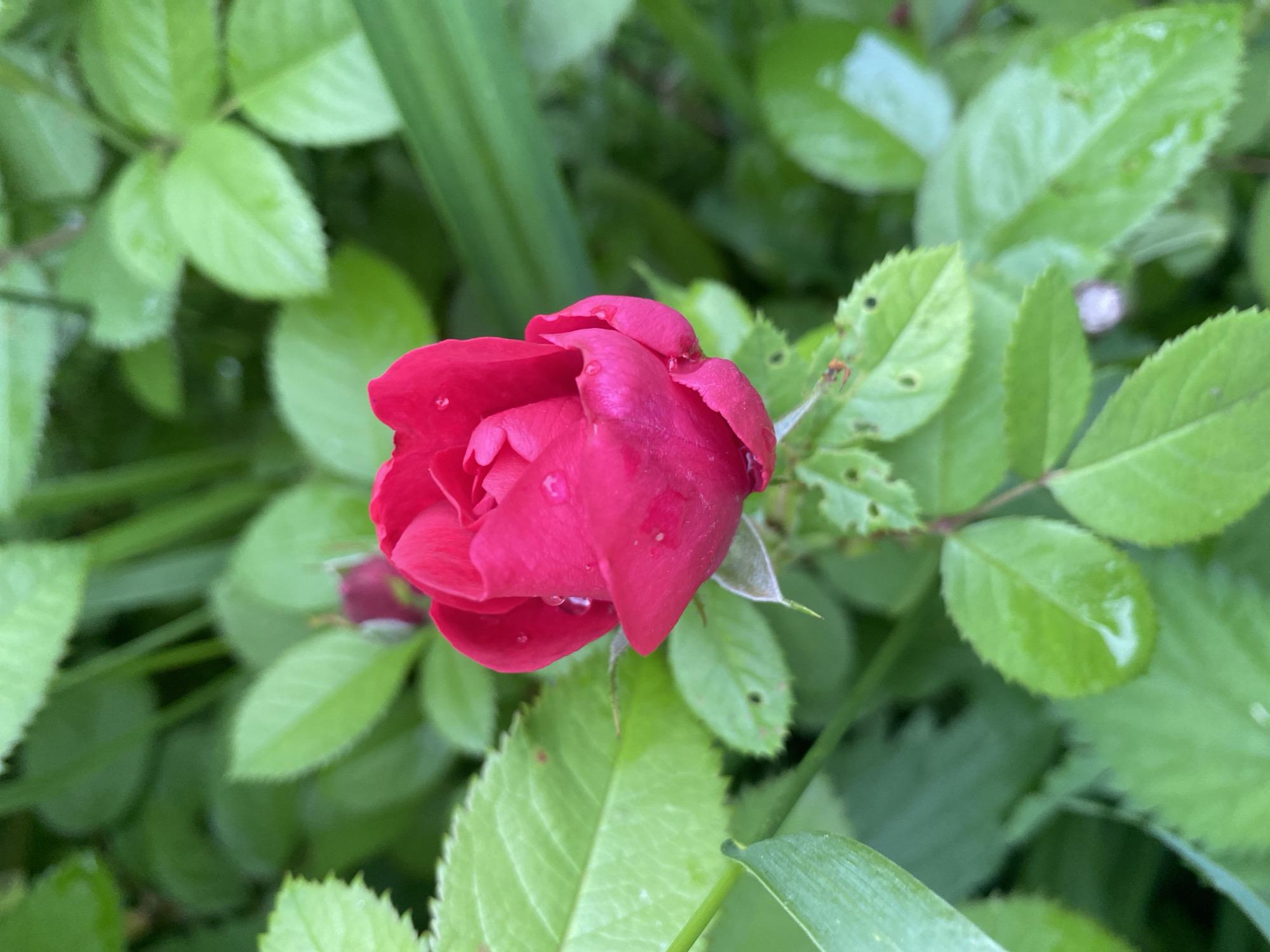 A close-up shot captures a vibrant, fuchsia-colored rose bud with several water droplets clinging to its petals. The rose is surrounded by lush, green foliage, some of which is also glistening with moisture, suggesting a recent rainfall or dew. The background is a soft blur of green leaves and stems, indicating a natural outdoor setting, possibly a garden. There are no people or discernible actions visible in the image. The overall impression is one of natural beauty and freshness. The location in Zelenodol'sk, Russia, is noted as context.