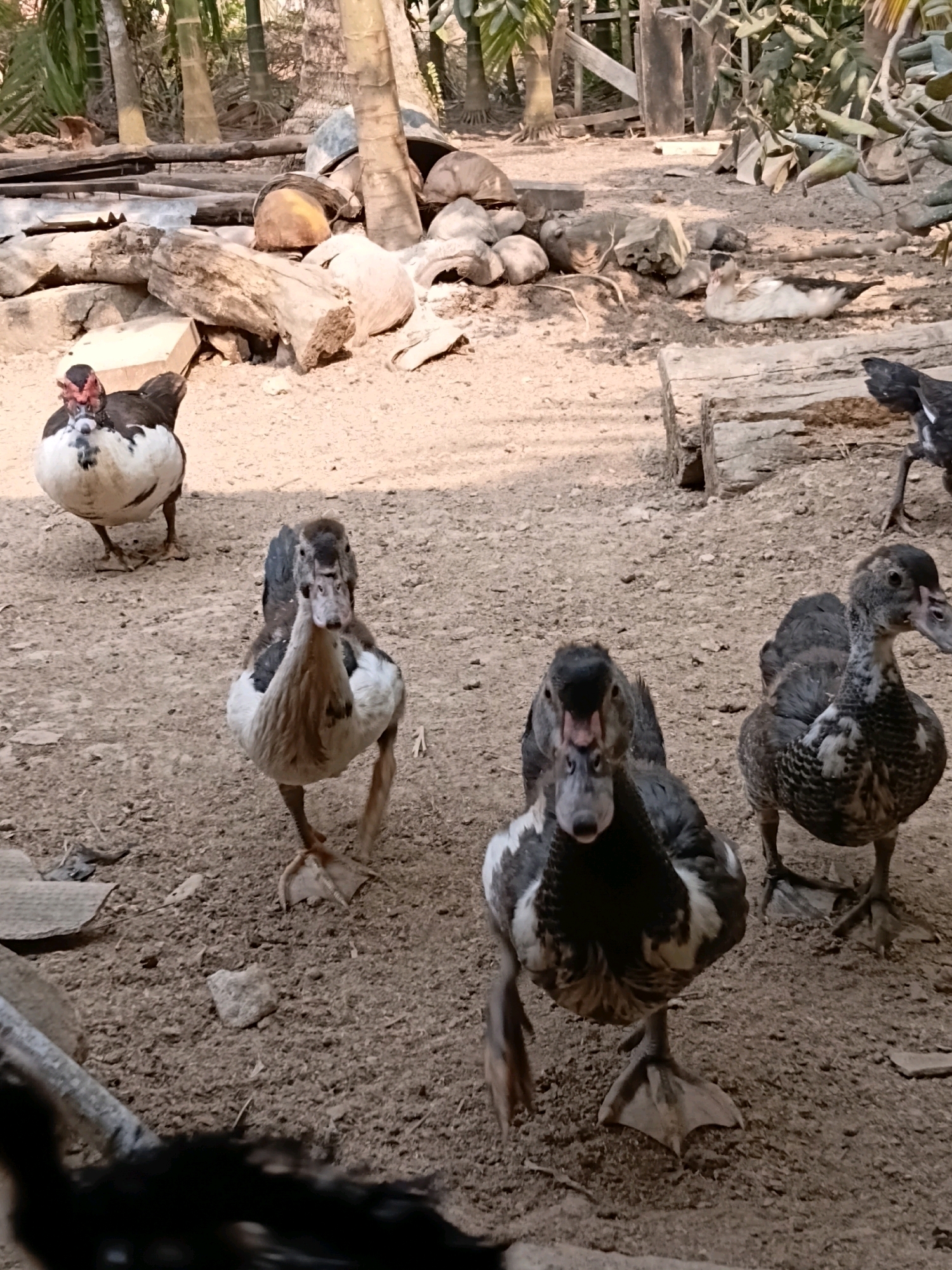 Four ducks are on a dirt ground. One duck, on the left, is mostly white with black and red markings on its head. A second duck, in the center foreground, is grey and white and walking towards the camera. A third duck, to the right of the center, is grey and white and facing away from the camera. A fourth duck, in the background on the right, is mostly black with some white markings and is standing. In the background are piles of logs, some palm trees, and vegetation. The scene is outdoors in what appears to be a rural area in Margo Rukun, Indonesia.