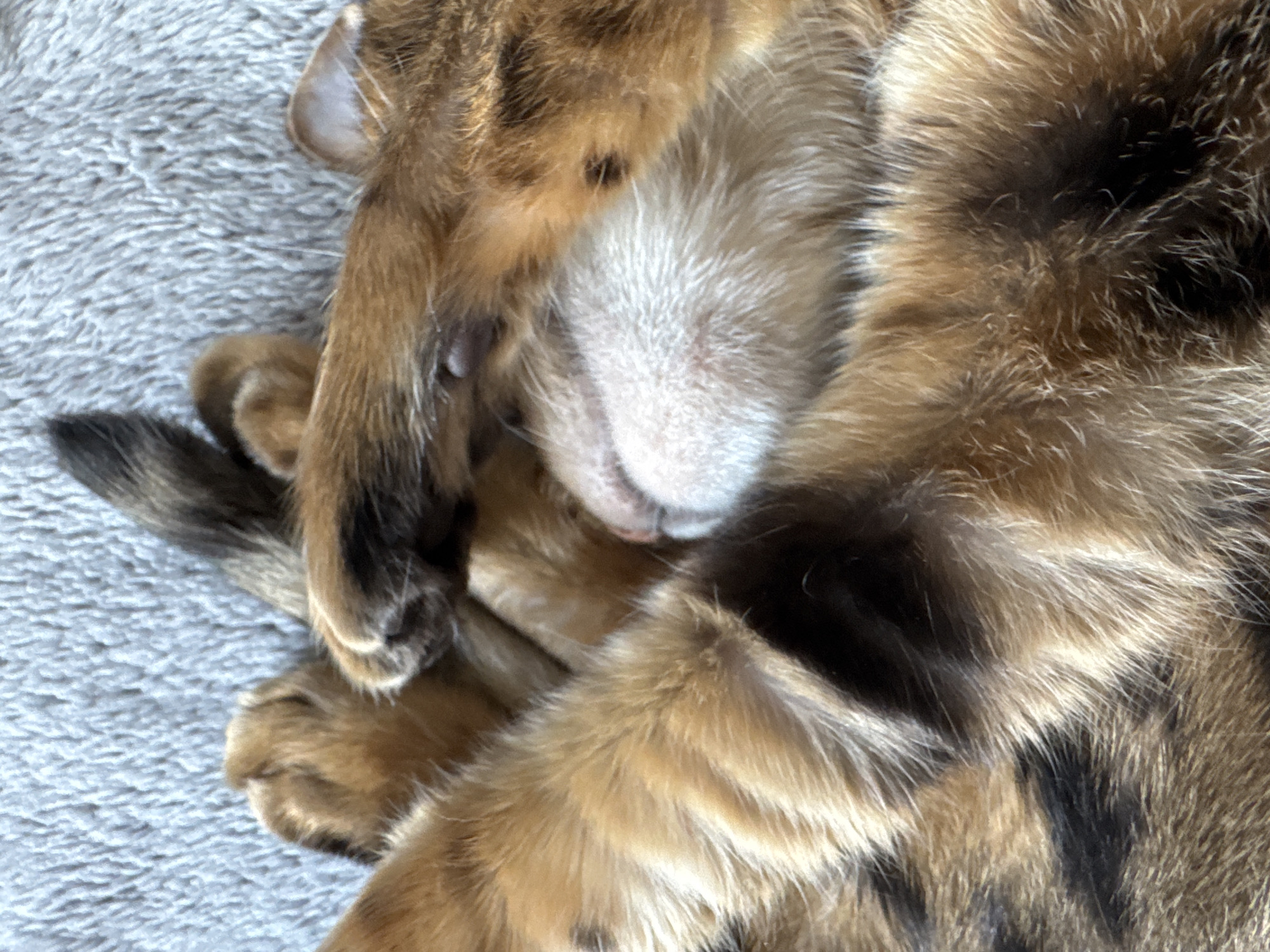 The image shows a close-up, overhead view of a domestic cat sleeping on a gray, textured surface. The cat's fur is a mix of golden brown and black stripes. Its paws are curled up around its face, obscuring its eyes. One ear is visible, and its nose and whiskers are prominent. The cat appears relaxed and comfortable. The environment is simple, with no other objects or subjects visible in the frame. The lighting suggests an indoor setting.