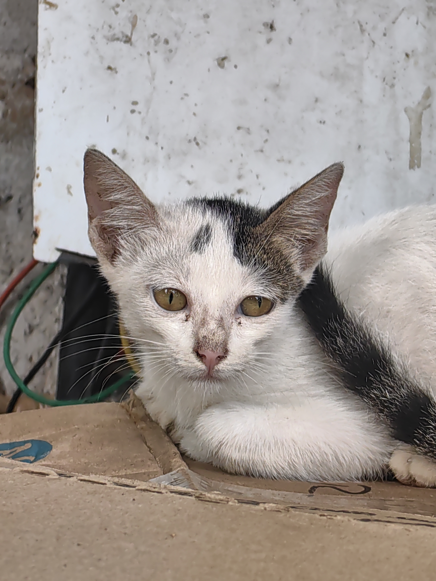 An adult domestic shorthair cat, predominantly white with black and brown markings on its head and a black striped tail, is resting on a corrugated cardboard box. The cat has yellow eyes, prominent white whiskers, and pink nose and ears. In the background, a white textured wall is visible with some dark smudges and a white vertical marking. To the left of the cat, red and green electrical wires are partially visible against a gray and white mottled surface. The scene appears to be outdoors in an urban environment, possibly an alleyway or a neglected area, characteristic of some parts of Mumbai, India. The lighting suggests it is daytime.