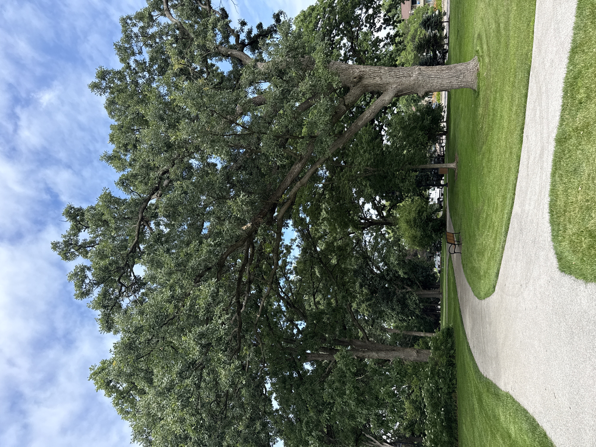 A concrete pathway curves through a verdant park in Woodridge, United States of America. Lush green grass blankets the landscape, interspersed with the shadows of large, mature trees that dominate the scene. The sky above is a canvas of blue, dotted with fluffy white clouds. In the mid-ground, a park bench sits beside the pathway, inviting rest. Further in the distance, a building with a beige facade is visible through the foliage, suggesting the presence of a residential or commercial area adjacent to the park. The overall impression is one of a tranquil, well-maintained urban green space.