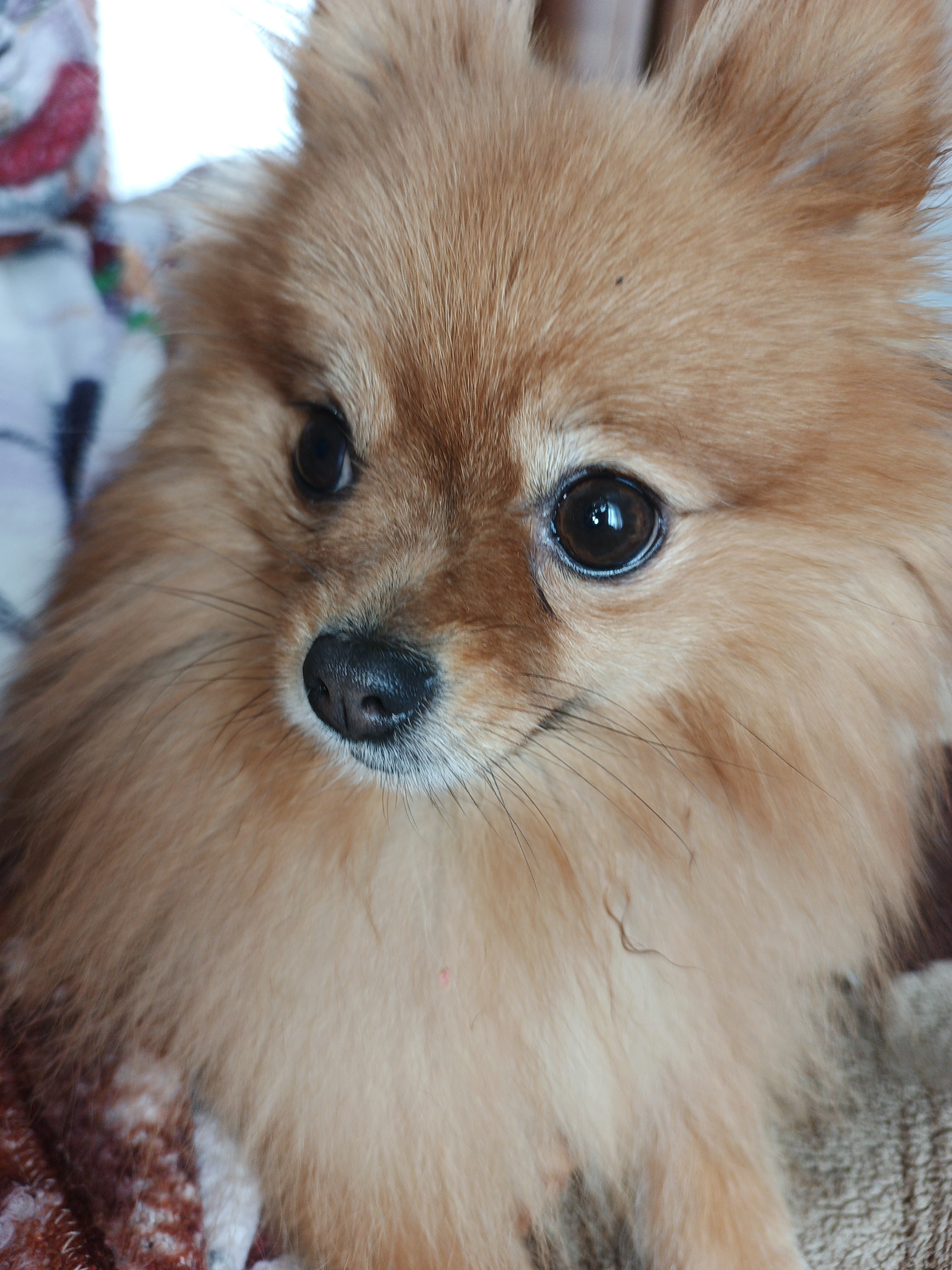 A close-up, eye-level shot shows a Pomeranian dog with light brown fur. The dog is looking to its right. Its eyes are dark brown and glossy, with a visible reflection. The dog's nose is black and wet. The background is blurred and consists of what appears to be a patterned blanket and a bright, out-of-focus area, possibly a window or light source. There are no identifiable landmarks or features that would indicate a specific location within Medvedyovka, Russia.