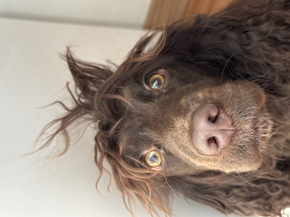 A close-up, head-on portrait features a dark brown, long-haired dog, possibly a Spaniel breed, against a light-colored, out-of-focus background. The location is specified as the city of Wealden, United Kingdom. The dog's fur on top of its head is dishevelled and appears to stand on end in multiple strands, giving a tousled appearance. Its large, round eyes are amber with distinct central pupils and visible reflections, fixed directly forward. The muzzle is dark brown, featuring a textured, pinkish-brown nose and sparse, short, light-colored whiskers. Long, wavy, dark brown fur frames the sides of its face, likely encompassing its ears. The background primarily consists of a plain, light-toned wall, with a narrow strip of a lighter brown surface, possibly wooden flooring or furniture, visible at the bottom right. No other subjects, actions, or specific objects are identifiable within the frame.