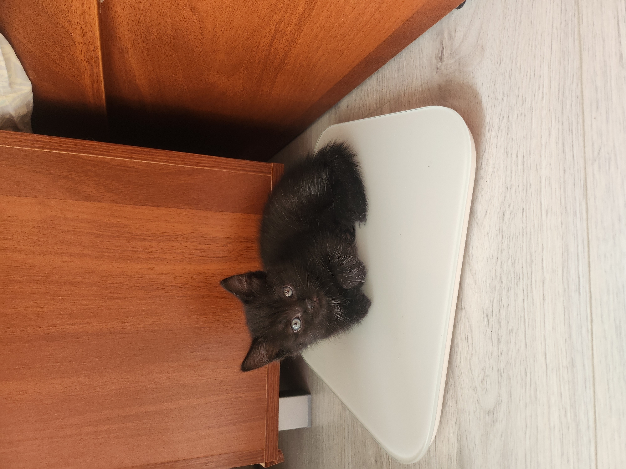 A black kitten is lying on a white scale, situated between a wooden cabinet and a light-colored wooden floor. The background suggests an indoor environment.