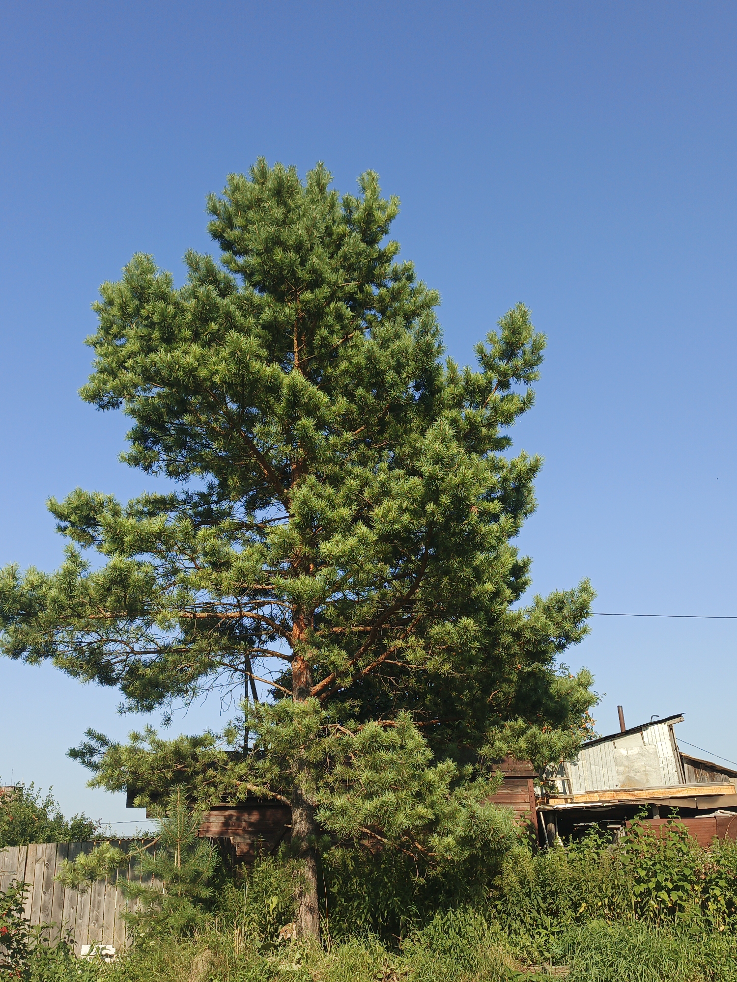 A tall pine tree with lush green needles is the central focus of this outdoor scene, set against a clear, bright blue sky. The tree's branches spread widely, with some reaching towards the left and right edges of the frame. At the base of the tree, and extending to the left, is a weathered wooden fence, partially obscured by green foliage and some red berries. To the right of the tree, there is a rustic, partially constructed or decaying building with a corrugated metal roof and wooden walls. The building appears to be a shed or outbuilding, with exposed structural elements and some visible windows or openings. The area surrounding the building is overgrown with tall green grass and various plants, suggesting a rural or semi-rural setting. The overall impression is of a summer day in a residential area, possibly a dacha or a village, in Medvedyovka, Russia. There are no people visible in the image.