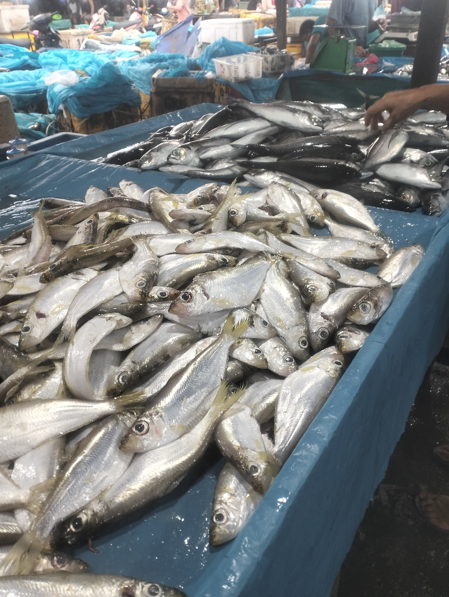 This image depicts a close-up view of a large quantity of fresh fish displayed on a blue tarp at an outdoor market. The fish appear to be small to medium-sized, with silvery scales and visible eyes. They are piled densely, with some fish lying on their sides and others facing upwards. The lighting suggests it is daytime, possibly under the shade of a market stall, as the overall scene is somewhat dimly lit. In the background, out of focus, there are indications of a bustling market environment, with glimpses of people, carts, and other market stalls covered in blue plastic sheeting. The overall impression is of a fresh seafood market in operation. Given the context provided, this scene is likely located in the city of Dumai, Indonesia.