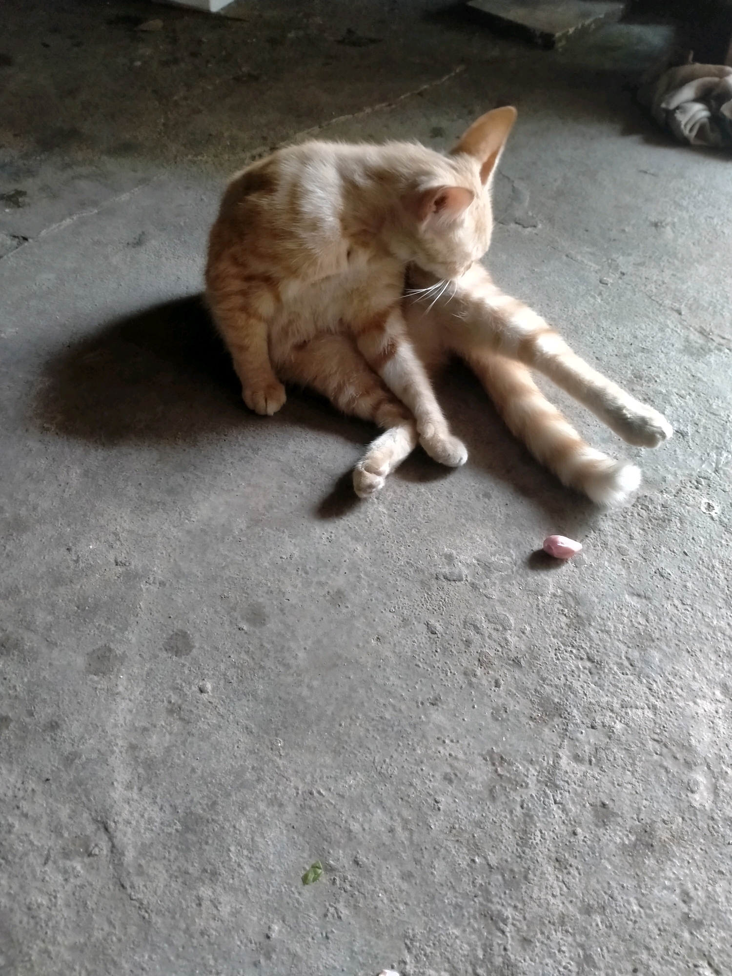 A ginger cat is grooming itself on a concrete floor. The cat is lying on its side with its legs extended and is licking its paw. There is a small pink pill on the floor next to the cat. The background is out of focus, but appears to be indoors. The image was taken in Playen, Indonesia.