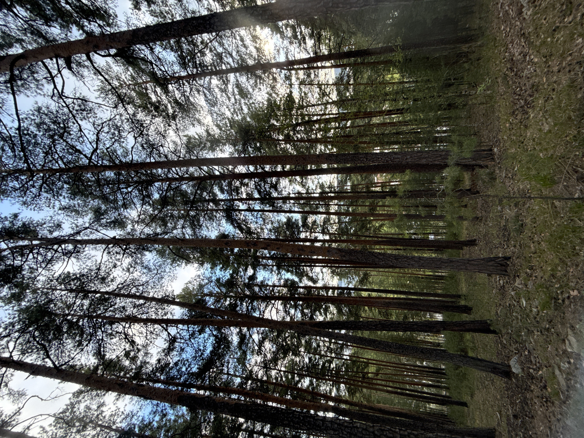 The image depicts a dense forest in Dom Otdykha Zolotoy Plyazh, Russia. Tall, slender trees dominate the scene, their trunks stretching vertically towards the sky. The ground is covered with leaves and other organic matter. The sky is partially visible through the canopy, appearing blue with patches of white. There are no visible people or animals.