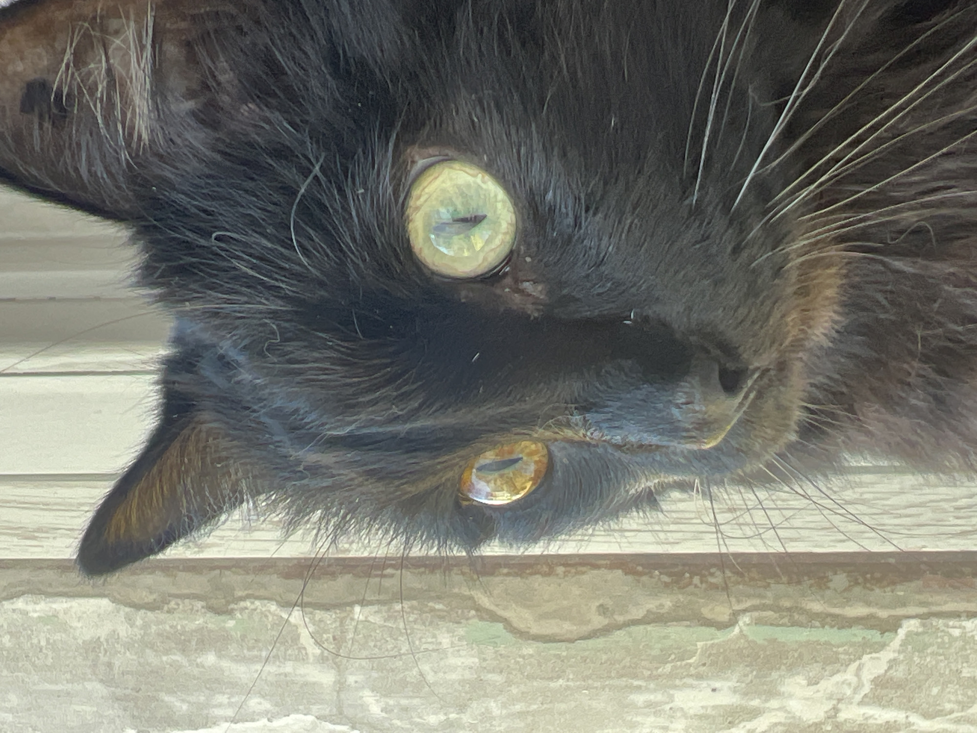 A close-up, eye-level, outdoor shot shows the head of a black cat with heterochromia, meaning its eyes are different colors. The cat's left eye is a warm amber, while its right eye is a pale, almost luminous green. Both pupils are vertical slits. The cat has long, wispy white whiskers that extend outwards. Its fur is dark and appears somewhat disheveled. The background is a weathered, vertical wooden surface with areas of peeling paint and textured, possibly stone or concrete, elements. The lighting suggests it is daytime, with light illuminating the cat's face from the right. The image composition focuses solely on the cat's head and a portion of the textured background. There are no people, animals, or discernible objects other than the cat and the immediate background. The scene does not provide any specific information about the city of Chaikovsky, Russia, or any context that would place it within that location.