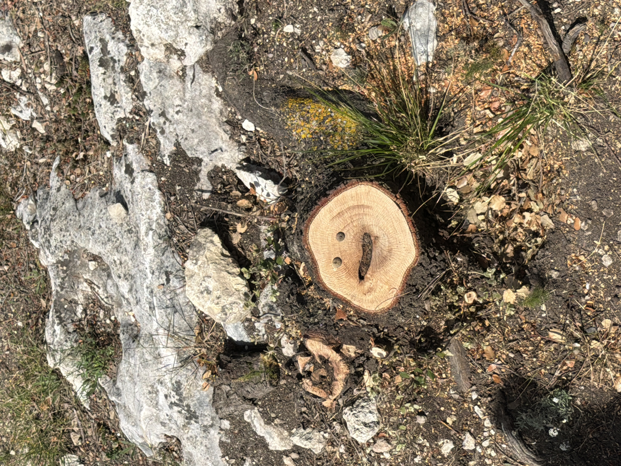 A high-angle, close-up shot depicts a natural ground scene, likely in an outdoor, arid or semi-arid environment like Olèrdola, Spain. The primary subject is a freshly cut tree stump, prominently featured in the lower-middle right of the frame. Its pale wood surface shows distinct growth rings, and two small, dark, possibly metallic, round objects (resembling screw heads or staples) are embedded near the top. A natural, elongated, dark gash or hollow runs vertically through the center of the stump.
The ground around the stump is a mix of dark, loose soil and various-sized light-colored rocks, characteristic of limestone. Scattered across the earth are dried leaves, twigs, wood chips, and small pebbles. Patches of green grass and other small, dry vegetation sprout from the soil. To the left, large, irregular formations of light gray rock dominate the ground, showing texture and some darker, possibly damp or mossy, areas. Another smaller, older, and darker tree stump is visible further down and to the left of the main stump, partially obscured.
Bright sunlight illuminates the scene from an overhead or high angle, casting short, distinct shadows, suggesting it is daytime, possibly midday. There is no active event taking place, but the fresh cut of the stump implies recent tree felling. No people or animals are visible, and no text can be discerned in the image. The overall impression is one of a rocky, dry, and natural landscape.