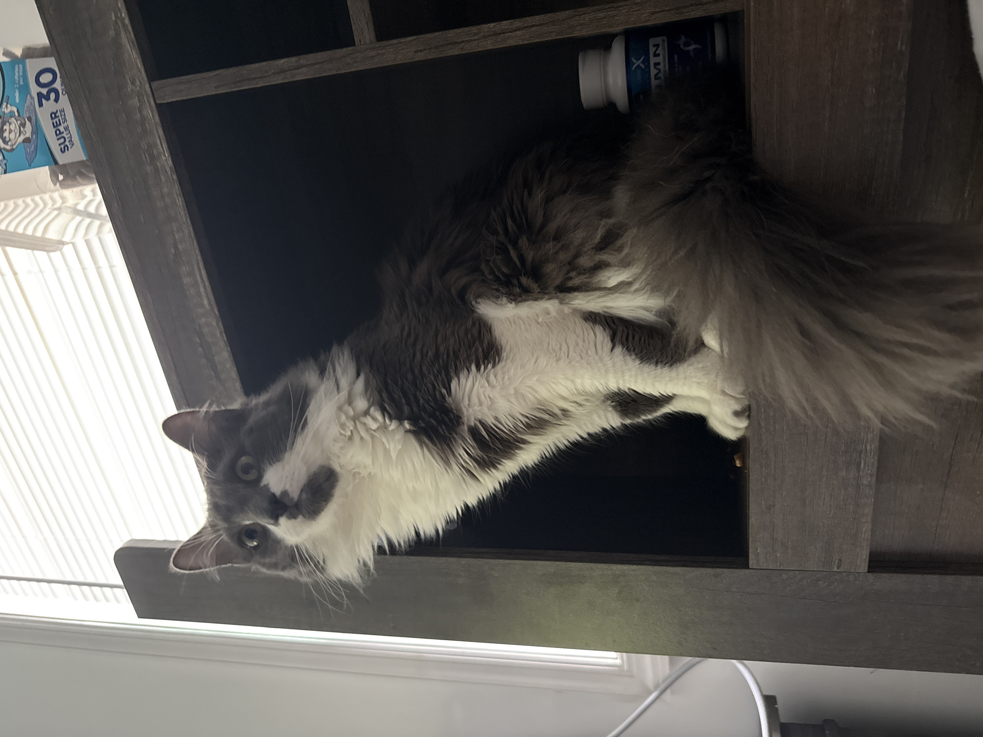 A long-haired grey and white cat is perched inside a dark wooden shelf unit. The cat is looking upwards and to the left with a startled expression. Its fur is fluffy, particularly around its chest and tail. To the right of the cat, a blue and white bottle with text is visible on the shelf. The shelf unit is positioned near a window with horizontal blinds. The scene is indoors, likely in a residential setting in Bellmore, United States of America.