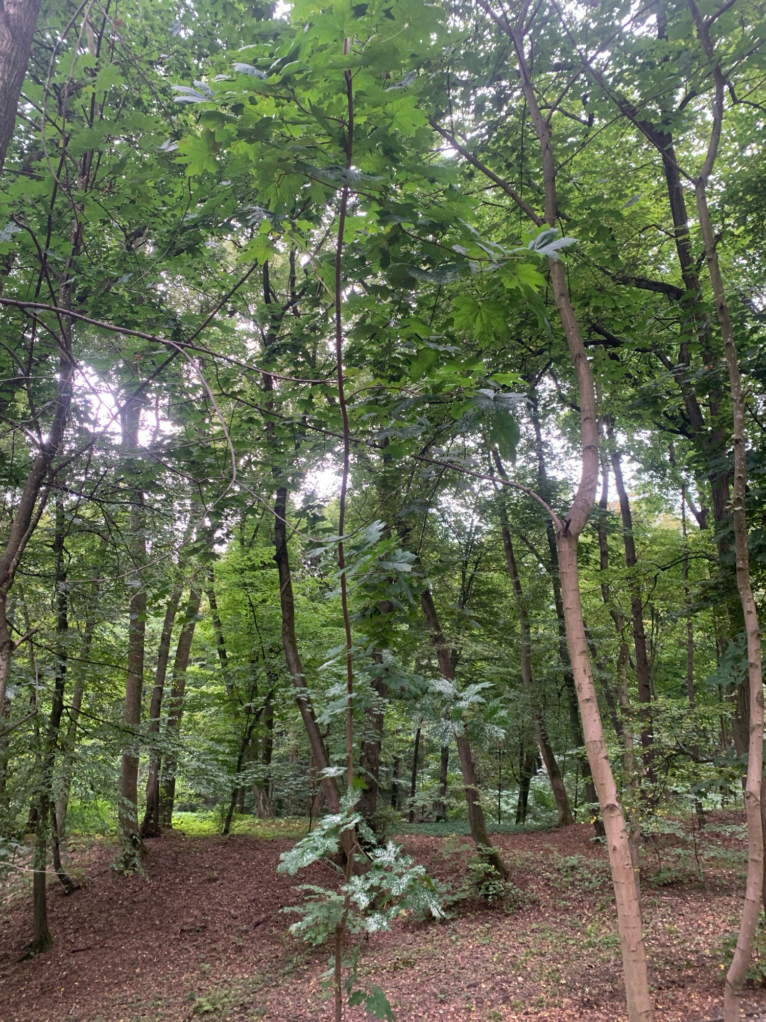 The image depicts a dense forest scene with tall trees and a carpet of fallen leaves on the ground. The canopy is thick with green foliage, allowing dappled sunlight to filter through. In the foreground, several tree trunks are visible, with varying textures and colors of bark. The overall impression is one of a tranquil, natural environment. The scene is set in the Sykhiv Forest Park in Lviv, Ukraine. There are no people or animals visible in the image.