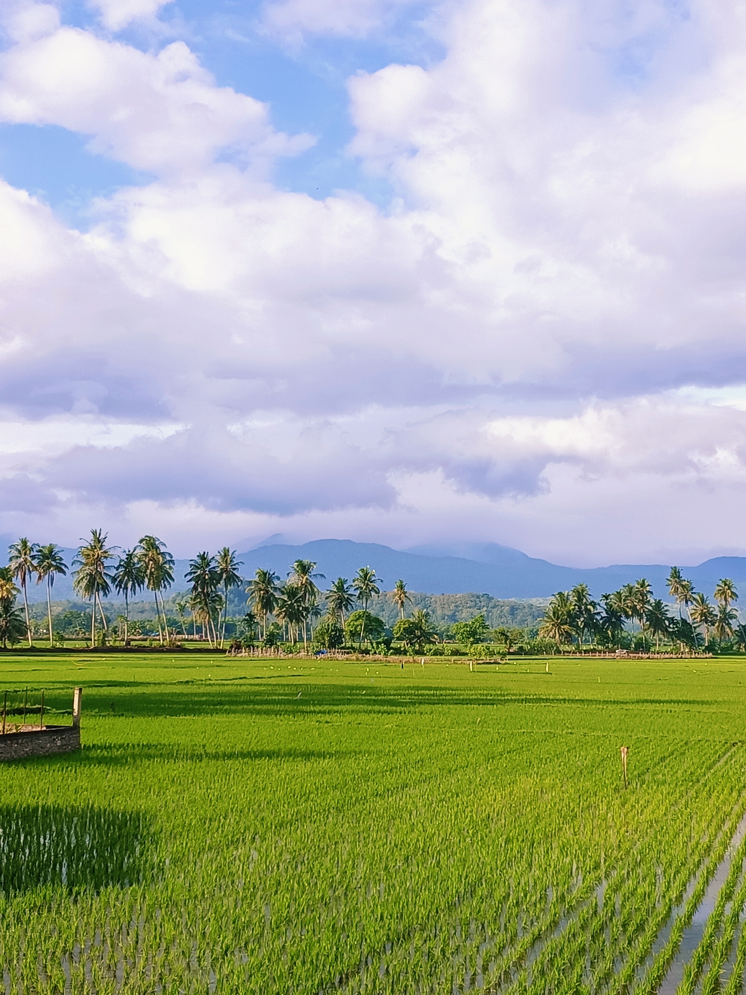 This image depicts a lush green rice paddy field in Jurong Pandee, Indonesia. The foreground is dominated by the vibrant green of the rice stalks, which are planted in neat rows and partially submerged in water. In the midground, a line of tall palm trees stretches across the horizon, backed by rolling hills and distant mountains. The sky above is a brilliant blue, dotted with fluffy white clouds. The scene is serene and tranquil, conveying a sense of rural beauty and the abundance of nature. There are no people visible in the image.