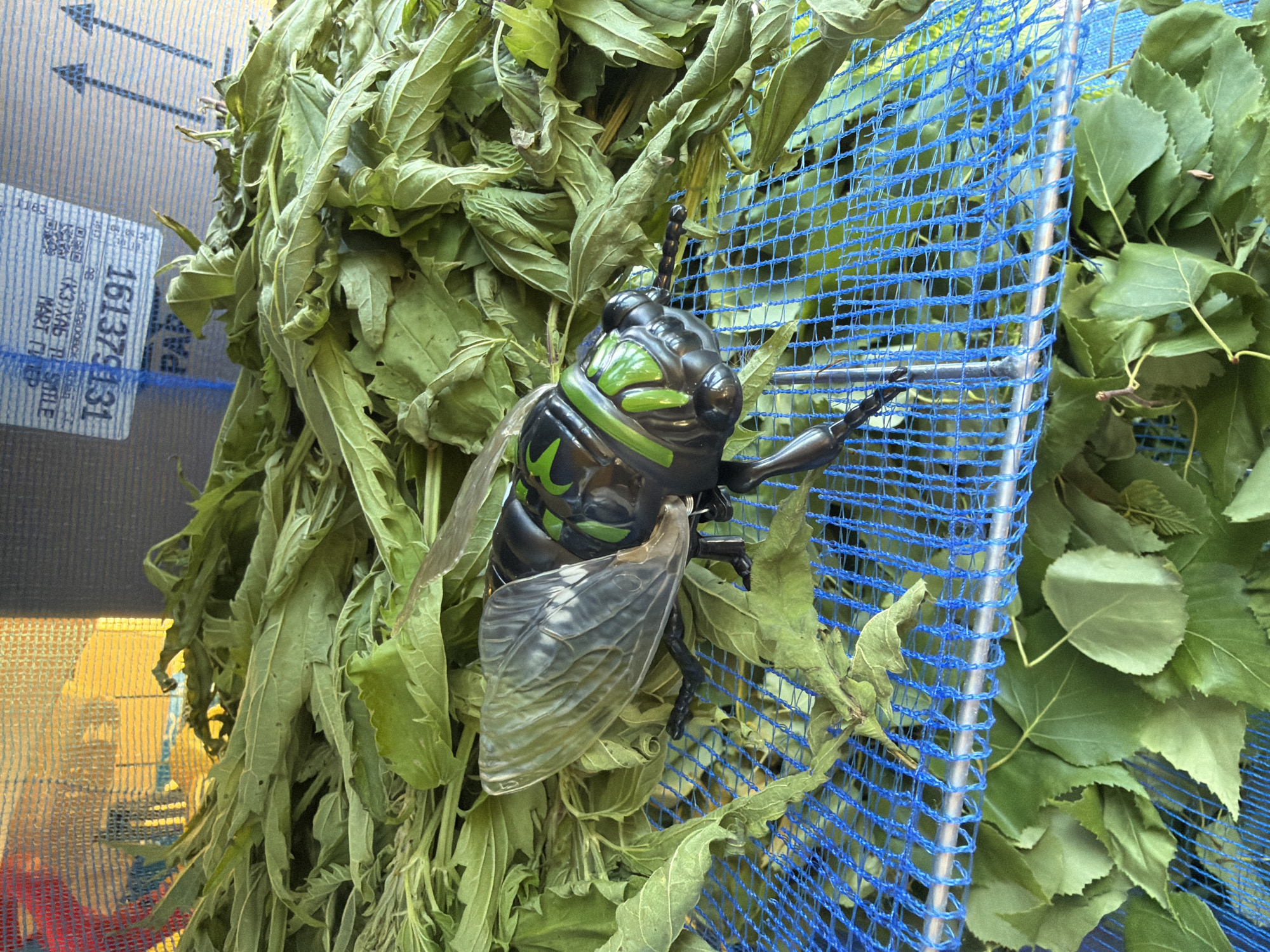 An overhead shot shows a plastic toy cicada with black and green coloring, resting on a pile of dried green leaves. The leaves are spread across a blue mesh net, which is supported by metal rods. The net and leaves appear to be in an outdoor setting, with a yellow and orange background suggesting a sunny environment. The image also includes partial views of a corrugated cardboard box with blue arrows and text that is partially obscured but readable as "161379131". The overall scene is a close-up view of the cicada and leaves, with the background out of focus. There is no indication of the city of Khabarovsk, Russia within the image itself.