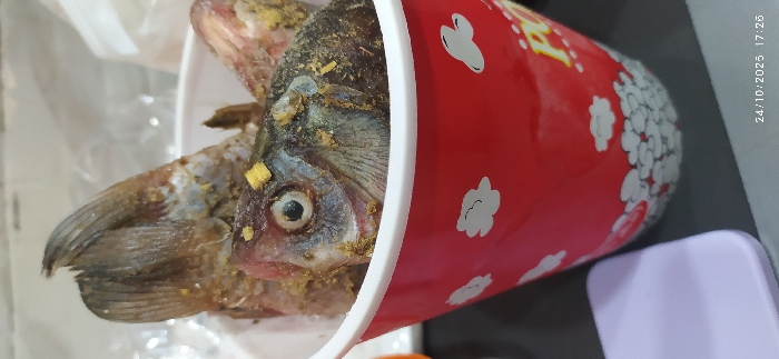 A red, cylindrical paper or plastic bucket, consistent with a popcorn container and bearing partial yellow "POPC" lettering, is depicted filled with multiple whole, raw fish. The bucket features white cloud-like or floral patterns on its upper half and a denser pattern of smaller white elements near its base. The fish, dark-scaled and visibly intact with heads and tails, are heavily coated in a coarse, yellowish granular substance, likely spices. One fish head is prominently featured in the foreground, displaying a round, open eye. Several fish tails are visible protruding upwards from the bucket. The bucket rests on a dark, flat surface. A blurry, light purple object with rounded edges is partially visible on the left foreground, and the background consists of indistinct, light-toned elements. A timestamp "24/10/2023 17:26" is present in the lower right corner. The specific location within Mu'adammiyat ash-Sham, Syria, cannot be determined from the visual information provided.