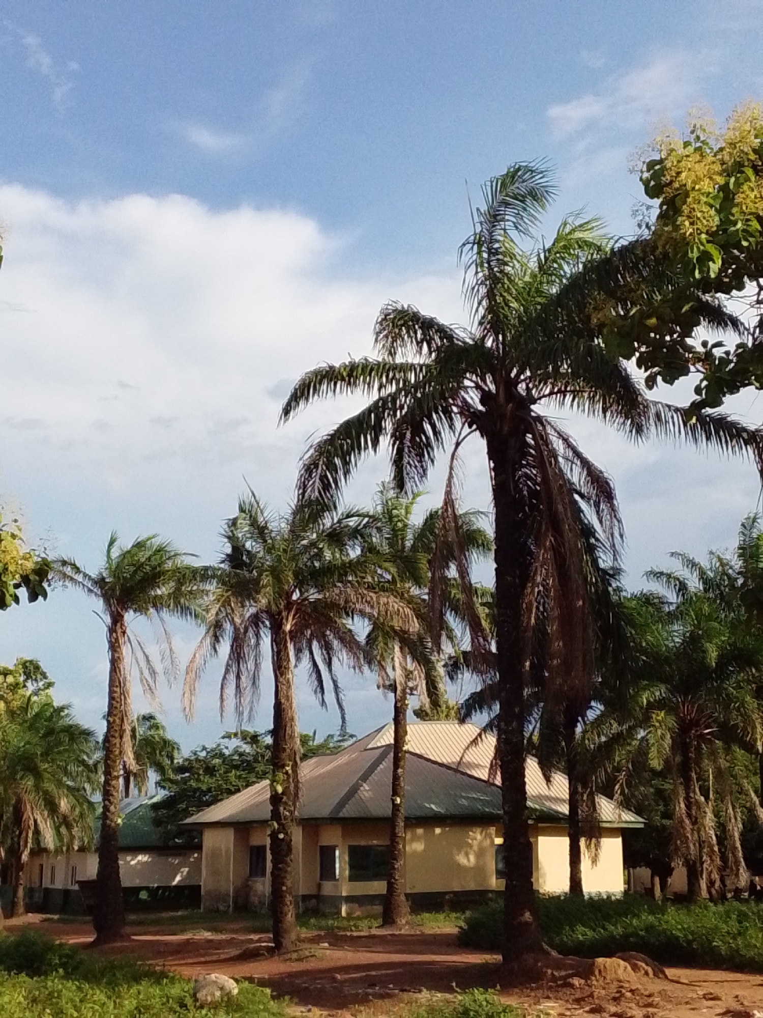 The image depicts a low-rise building, likely a school or administrative facility, with a light yellow exterior and a metallic, sloped roof. The building is situated in an outdoor environment characterized by lush vegetation, dominated by numerous palm trees of varying heights and densities. The foreground shows dry, reddish-brown soil mixed with green grass and some small rocks. The background features a bright blue sky with scattered white clouds. The architecture of the building includes several windows and appears to be sectioned into multiple units. The overall scene suggests a warm, tropical climate, consistent with the location in Serti, Nigeria. There are no people visible in the image.