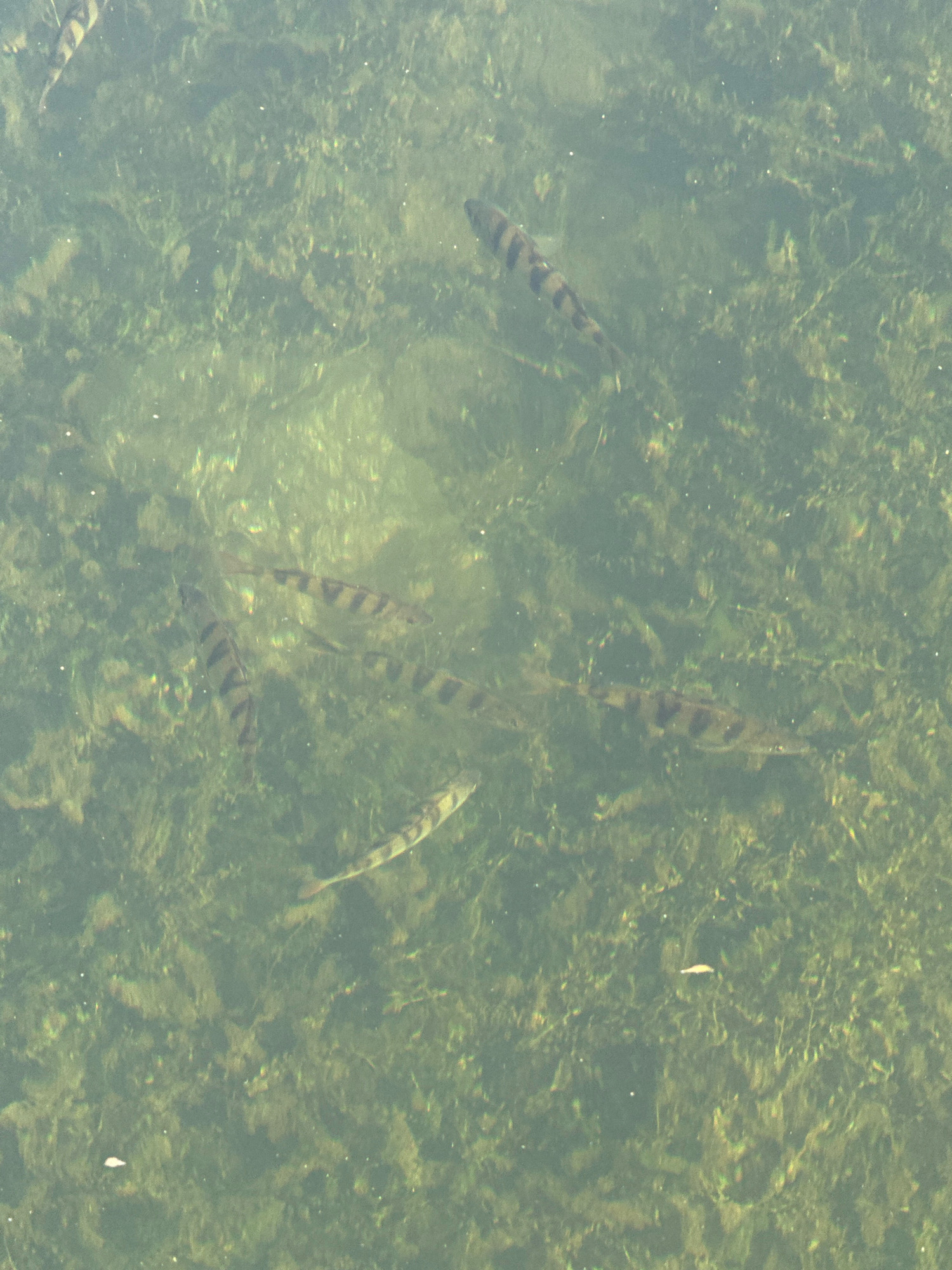 The image shows a school of fish swimming in murky green water. The water is filled with aquatic vegetation, giving it a textured appearance. The fish are mostly silver with dark vertical stripes, and they are scattered throughout the scene, some closer to the surface and others deeper down. The light filtering through the water creates a slightly hazy effect. There are also small white specks in the water, likely air bubbles or small debris. The overall impression is of a natural aquatic environment. The location is not specified in the image or provided context.