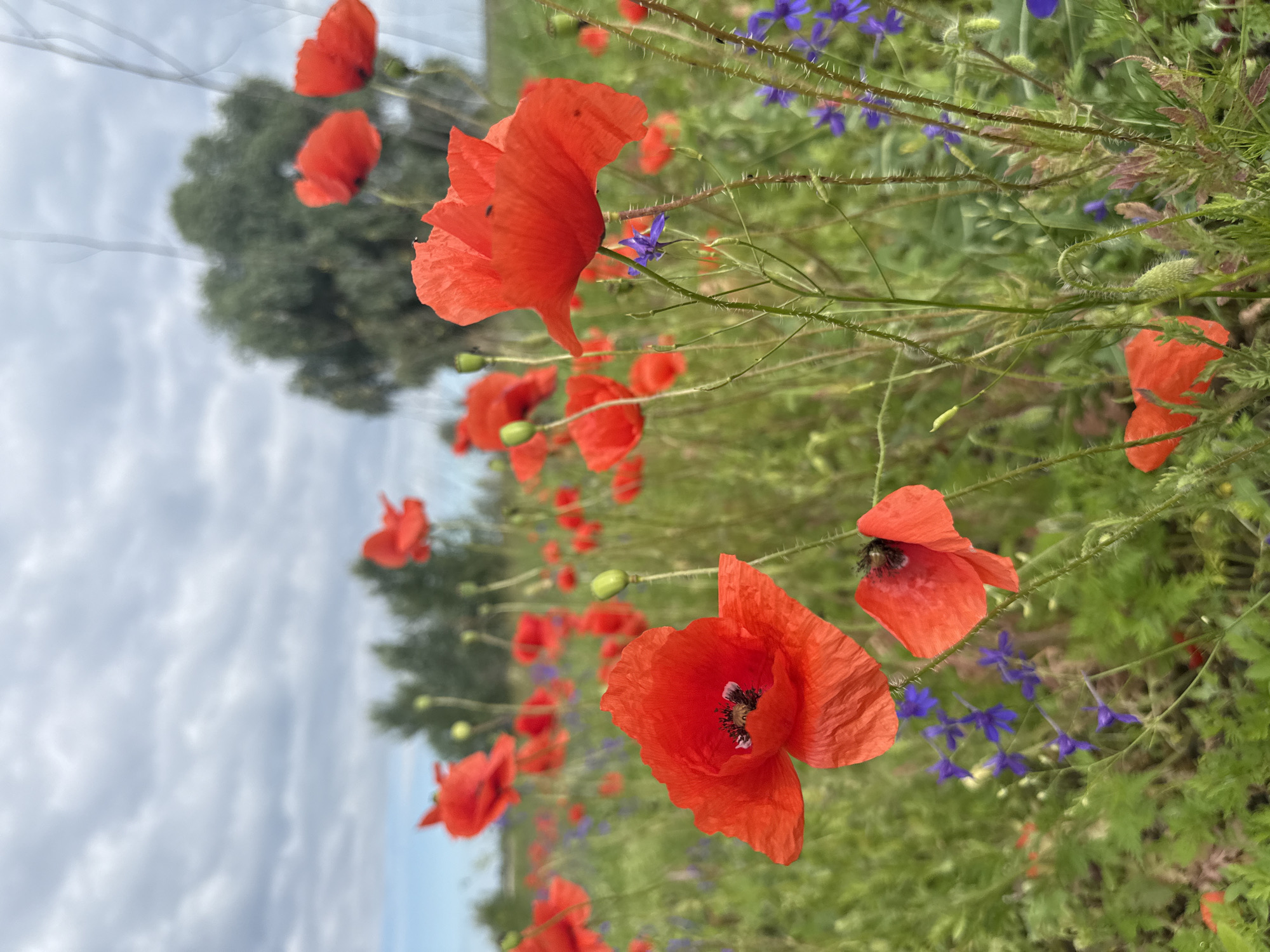 This is a close-up, vertical shot of a field of vibrant red poppies in Korobivka, Ukraine. The poppies are the dominant subject, with several in sharp focus in the foreground and many more blurred in the background. The flowers are characterized by their delicate, crinkled petals and dark centers. Interspersed among the poppies are small, delicate purple flowers, possibly delphiniums or larkspurs, adding a contrasting splash of color. The scene is set against a backdrop of lush green foliage and a cloudy sky. In the distance, a cluster of trees can be seen. The image captures a natural, serene outdoor environment. There are no people or animals visible in the frame.