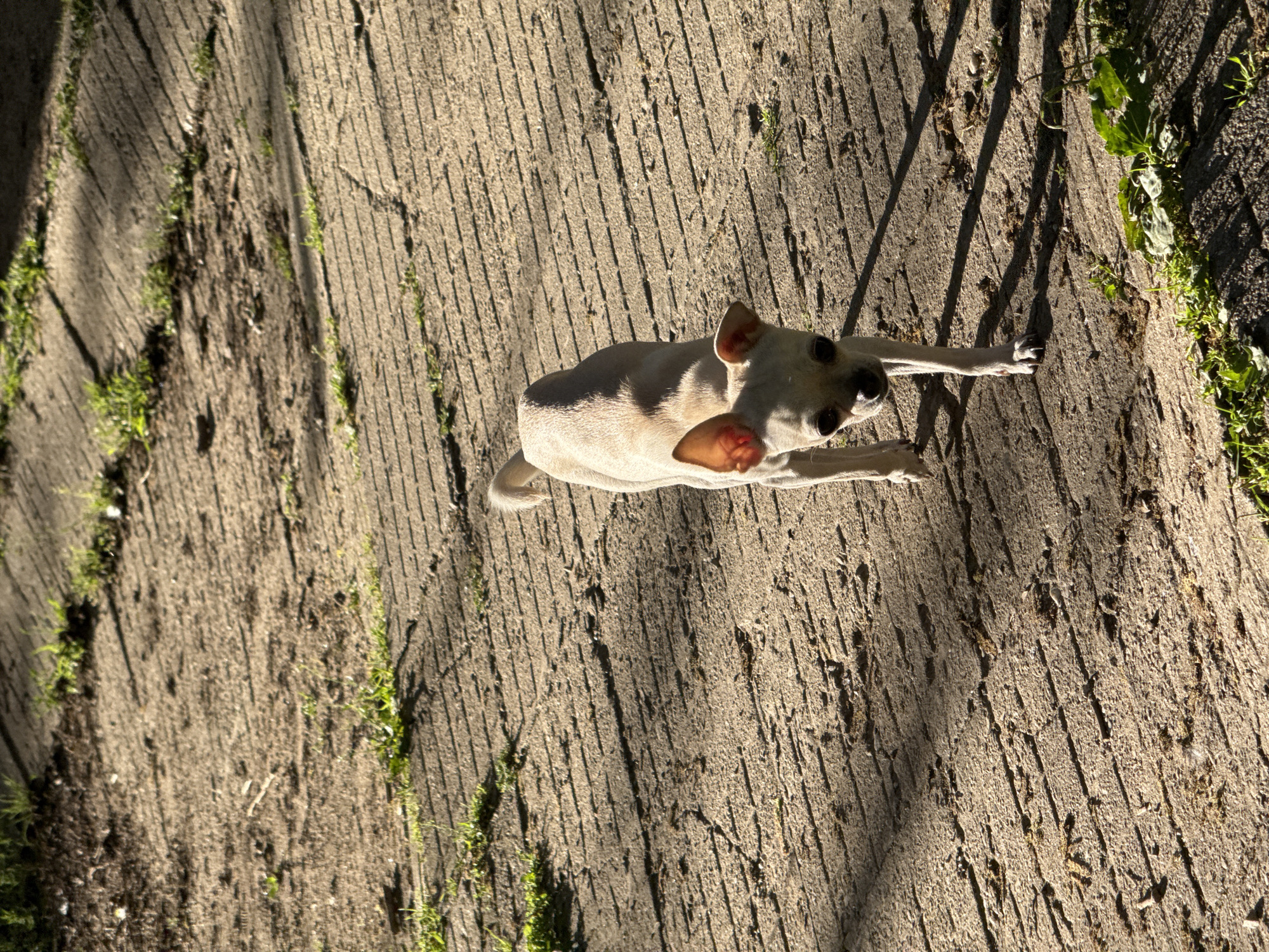 A light-colored dog is lying on a textured, light-brown concrete surface with linear grooves. The dog is in full sunlight, casting a shadow. The surface also has patches of green grass growing near the edges. The location is not identifiable from the provided image.