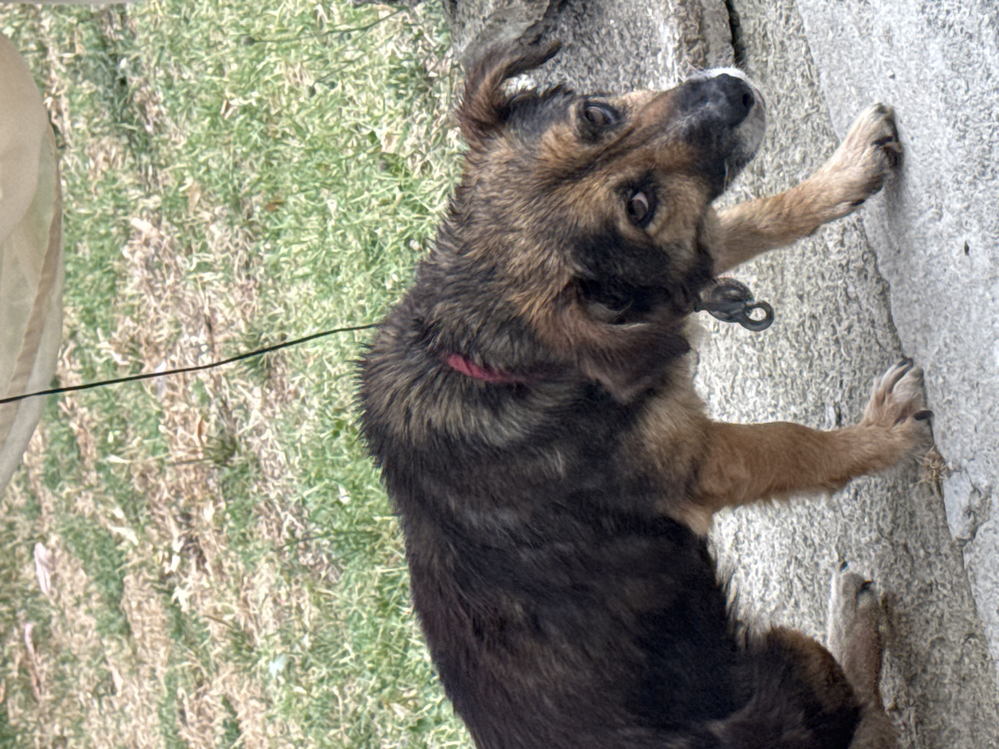 A medium-sized dog with brown and black fur is pictured outdoors. The dog appears to be wearing a red collar and a metal chain around its neck. It is standing on a grey concrete surface, with a patch of dry grass and dirt in the background. A thin wire or string is visible extending from the dog upwards, suggesting it may be tethered. The overall scene appears to be in a residential or semi-rural area, possibly Sredets, Bulgaria. The lighting suggests it is daytime.