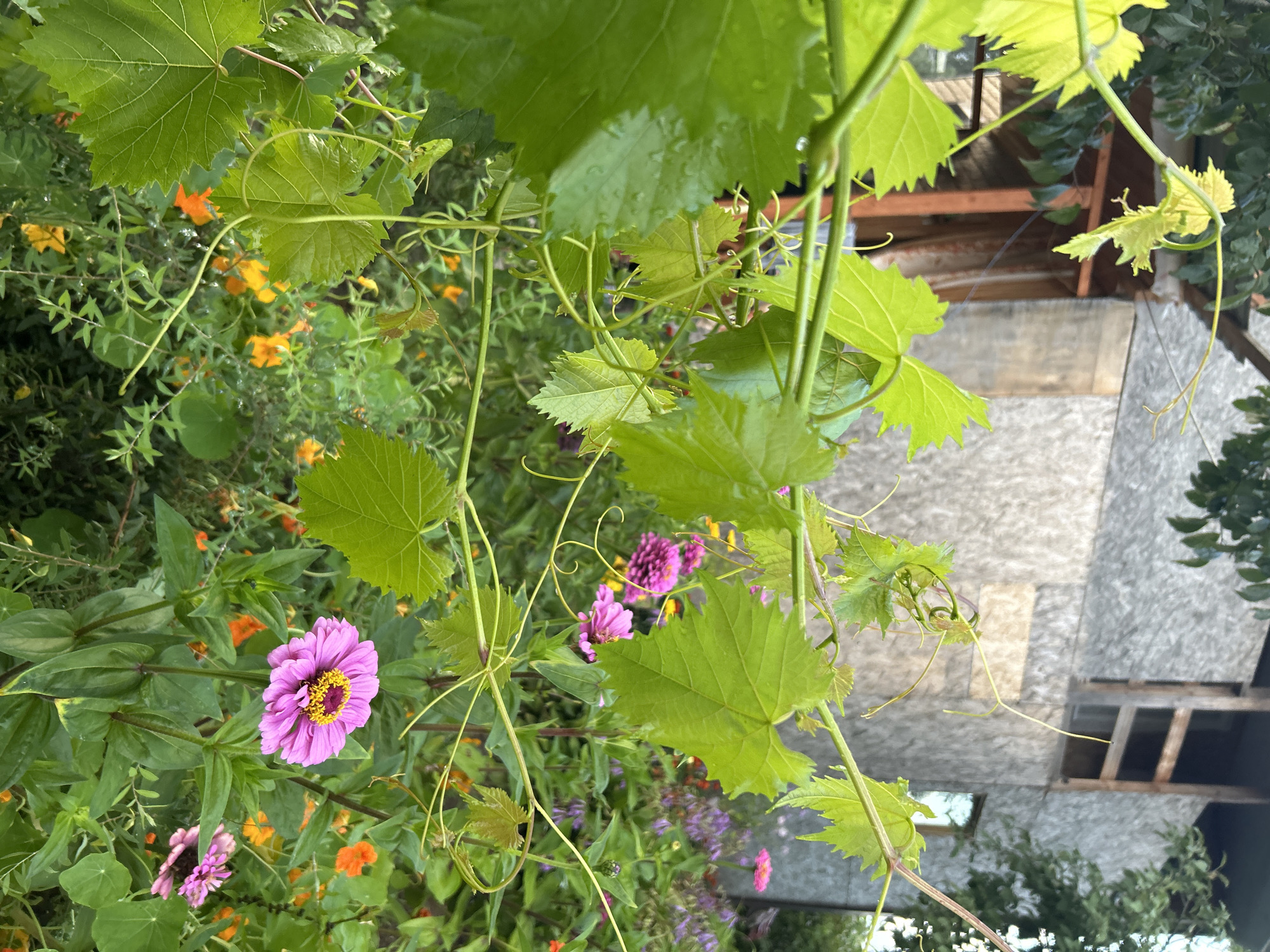 An outdoor, eye-level shot captures a lush garden with a partially constructed wooden building in the background. The foreground is dominated by vibrant green grape leaves and vines, some of which are glistening with water droplets, suggesting recent rain. Interspersed among the greenery are several pink and orange flowers, including a prominent pink zinnia with a yellow center. The building, constructed from what appears to be oriented strand board (OSB), has an unfinished look with exposed wooden beams and a missing window pane. The overall impression is one of a developing garden and construction site in a natural setting. There are no people or animals visible in the image. The location is identified as Kalitsino, Russia.