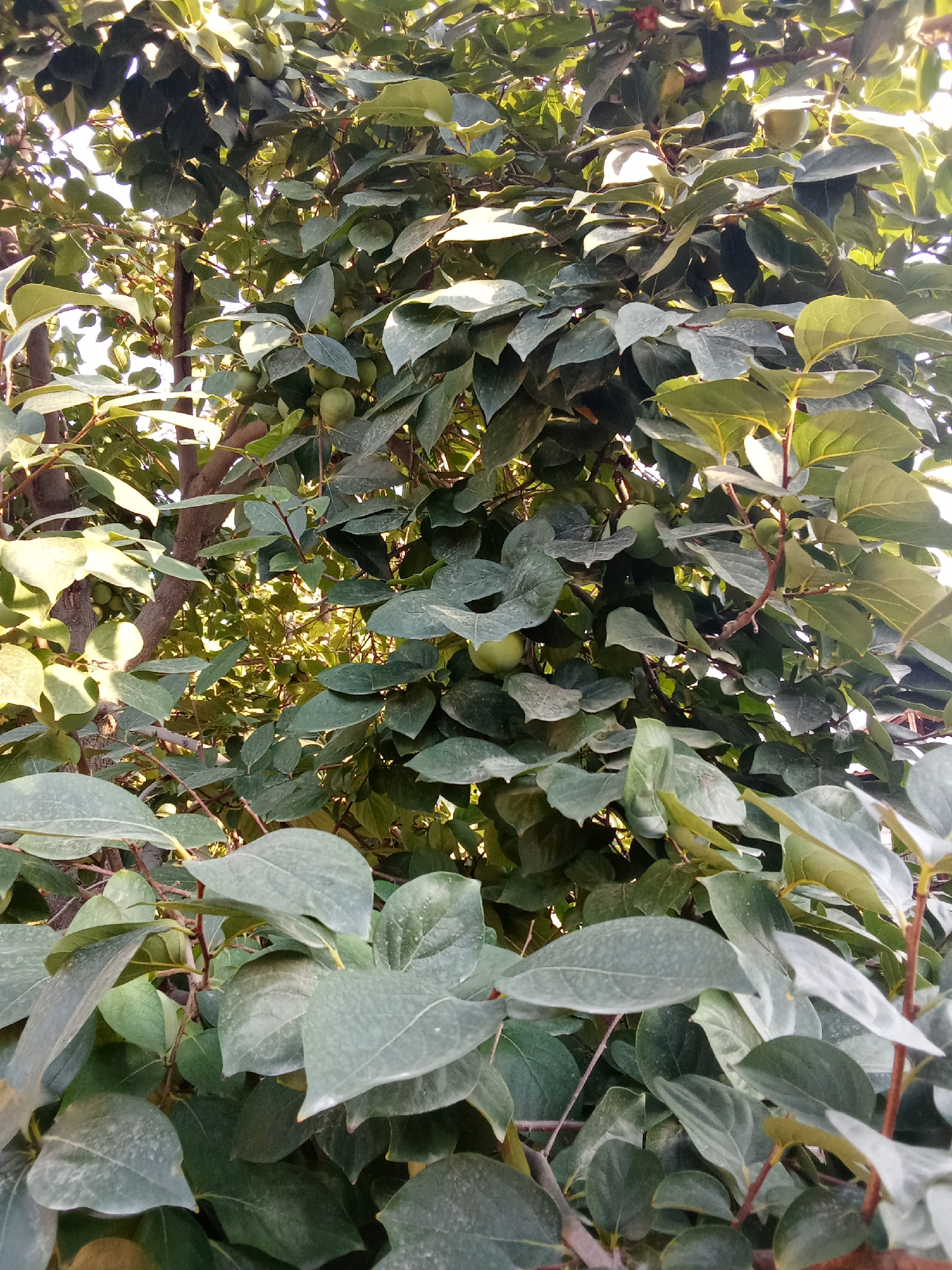 The image shows a close-up view of a tree with dense foliage and several unripe fruits. The fruits are small and round, appearing to be green. The leaves are broad and oval-shaped, with some showing a slight sheen from sunlight. The branches are woody and brown, with some thinner reddish-brown twigs. The lighting suggests it is daytime, with sunlight filtering through the leaves, creating highlights and shadows. The background is filled with more leaves and branches, obscuring a clear view of the surroundings, but the overall impression is of a healthy, mature tree. The setting is likely an outdoor environment. Given the provided location context of Fergana City, Uzbekistan, this could be a fruit tree, possibly a persimmon tree, in a garden or orchard. No people, text, or specific events are visible in the image.