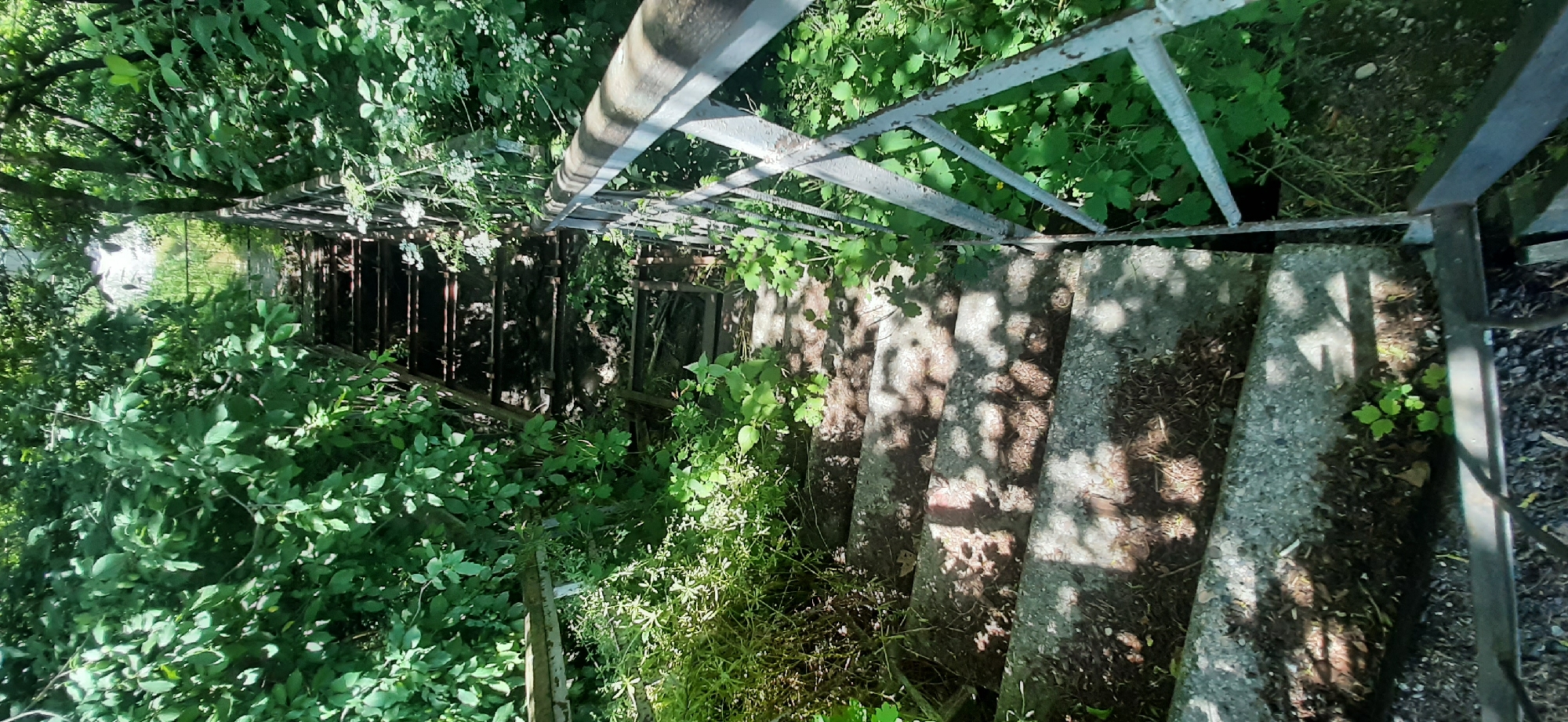 A downward view of a weathered, outdoor staircase made of concrete steps with metal railings. The stairs are overgrown with lush green foliage and dappled with sunlight. The staircase appears to be in a state of disrepair, with some of the metal components showing signs of rust. The surrounding environment is densely vegetated with trees and plants, suggesting a natural or park-like setting. The scene captures the essence of an abandoned or seldom-used pathway, enveloped by nature. The presence of the railing indicates it is a functional, albeit aged, structure.