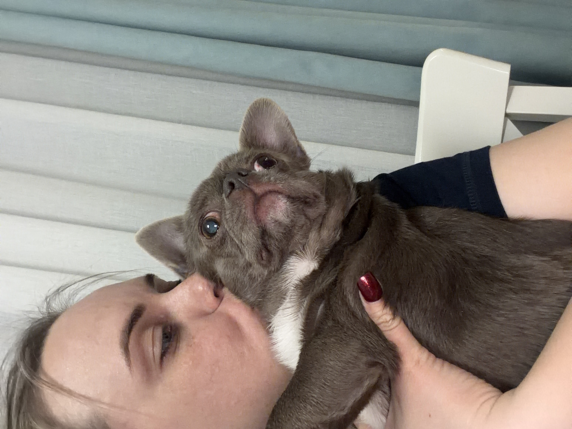 A woman is holding a gray and white puppy against her cheek. The puppy is looking upwards and has one ear pointing upwards. The woman has dark red nail polish on her fingernails. A light blue and gray slatted wall is in the background. A white bed frame is visible in the upper right corner. There is no evidence of the location being Votkinsk, Russia.