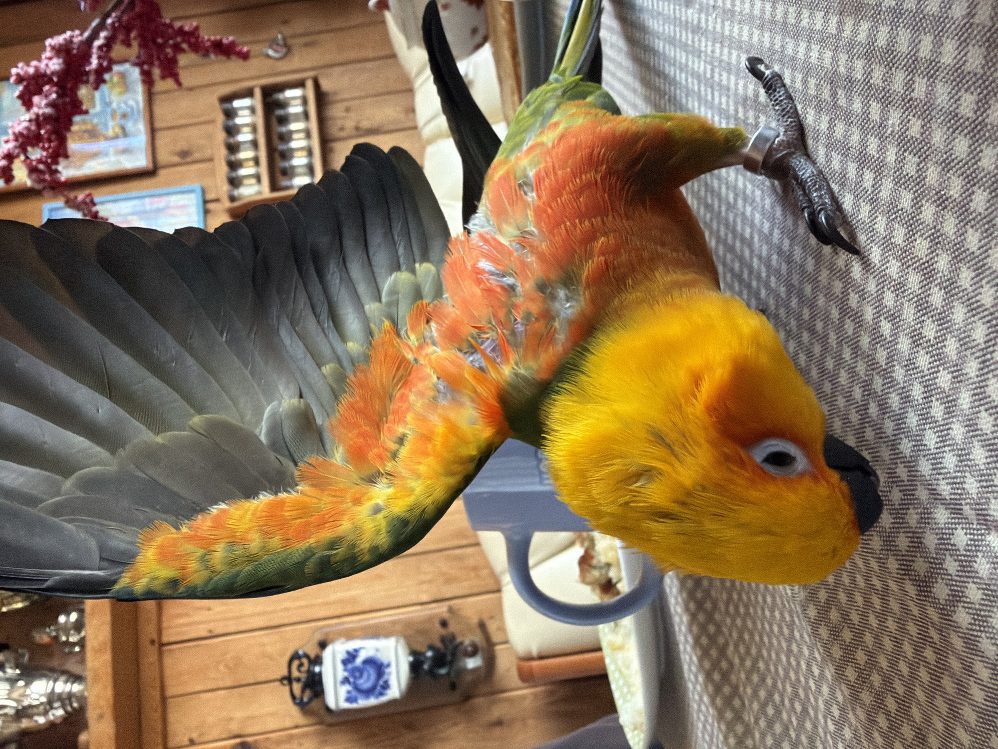An overhead, medium shot captures a Sun Conure parrot with its wings outstretched, perched on a patterned tablecloth. The parrot's vibrant plumage, a mix of yellow, orange, and green, is prominently displayed. Its head is tilted down towards the table, and one of its feet is visible, wearing a silver band. In the background, elements of a room are visible, including wooden walls, a blue mug, a plate with food, a decorative lamp, and shelves with small containers. The scene appears to be indoors, in what looks like a domestic setting. There is no information in the image to suggest a location in Khimki, Russia.