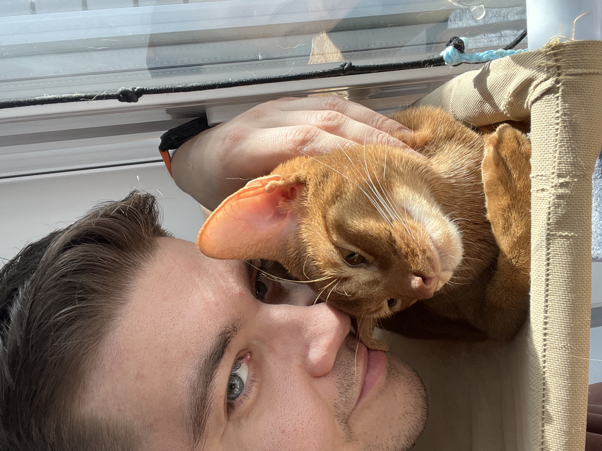 A male individual and an Abyssinian cat are depicted in an indoor setting in Kazan, Russia, illuminated by direct sunlight from a window. The male, positioned on the left side of the frame, has short, dark brown hair, light-colored eyes, and visible stubble on his chin and upper lip. He wears a light-colored, possibly beige or tan, shirt and gazes directly forward. His right hand is visible on the right side of the frame, near a window structure, with a dark-colored device featuring an orange strap on his wrist. The Abyssinian cat, characterized by its slender build, large ears, and short, reddish-orange fur with prominent white whiskers, occupies the center. It is nestled closely against the male's face, with its front paws tucked. Both subjects are situated on a beige fabric hammock or shelf, which exhibits signs of wear and fraying. The background consists of a window with vertical framing elements, through which strong sunlight enters, creating defined highlights and shadows. A black braided cord, knotted in one section, runs vertically alongside the window frame on the right, accompanied by a thinner light blue braided cord. The interaction appears close and stationary.