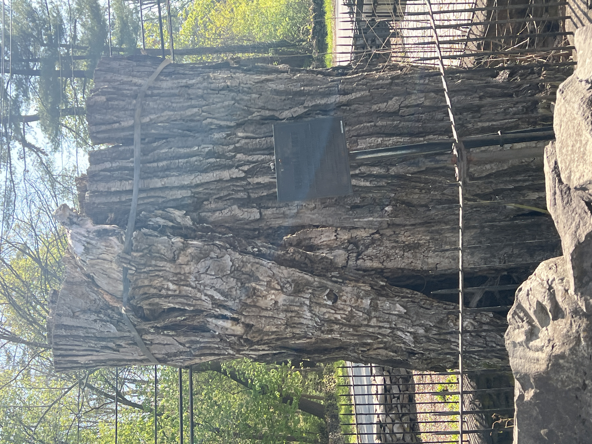 The image presents a large, weathered tree trunk or log, prominently displayed horizontally in an outdoor setting. The log features deeply furrowed bark and appears to be ancient. It is supported by a robust metal framework or scaffolding, indicating it is a preserved exhibit.
A dark, rectangular metal plaque is attached to the side of the log. Due to reflections and the image's resolution, the text on the plaque is not legible.
In the background, a clear, bright sky is visible above numerous green trees and foliage, suggesting a sunny day during either spring or summer. To the right of the log, a large, textured stone structure or wall is partially visible, adding to the constructed nature of the display area. Metal railings or fencing can also be seen around the exhibit.
There are no people visible, and no specific activity is taking place; the log is presented as a static display, likely a historical or natural artifact within the City of Newburgh, United States of America.