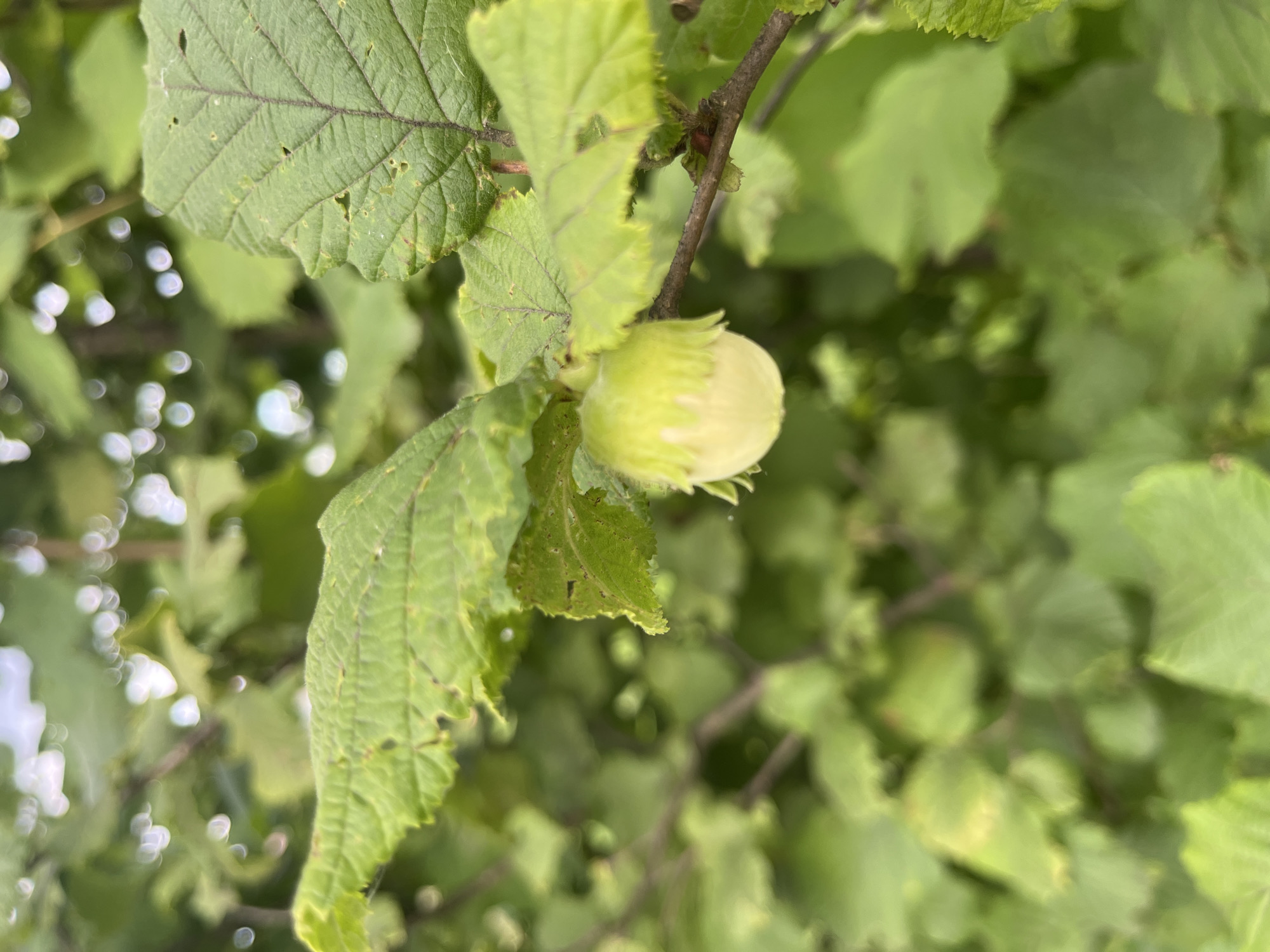 An unripe hazelnut is visible on a tree branch, surrounded by green leaves. The hazelnut is light green and encased in a leafy husk. The background is filled with more green foliage, suggesting an outdoor setting. The image does not depict any people, actions, or interactions. There is no information in the image to suggest the location is Vladimirovka, Russia.