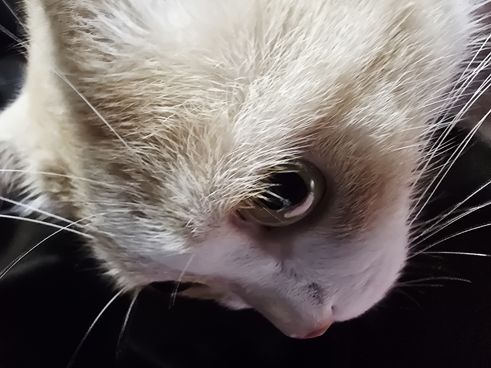 The image is a close-up, side-view photograph of a cat's face. The cat has white and tan fur, with prominent white whiskers. Its eye is a light green or hazel color. The background is dark and out of focus. There is no indication of the city of Krasnoyarsk, Russia, or any other specific location. The image depicts only the cat.