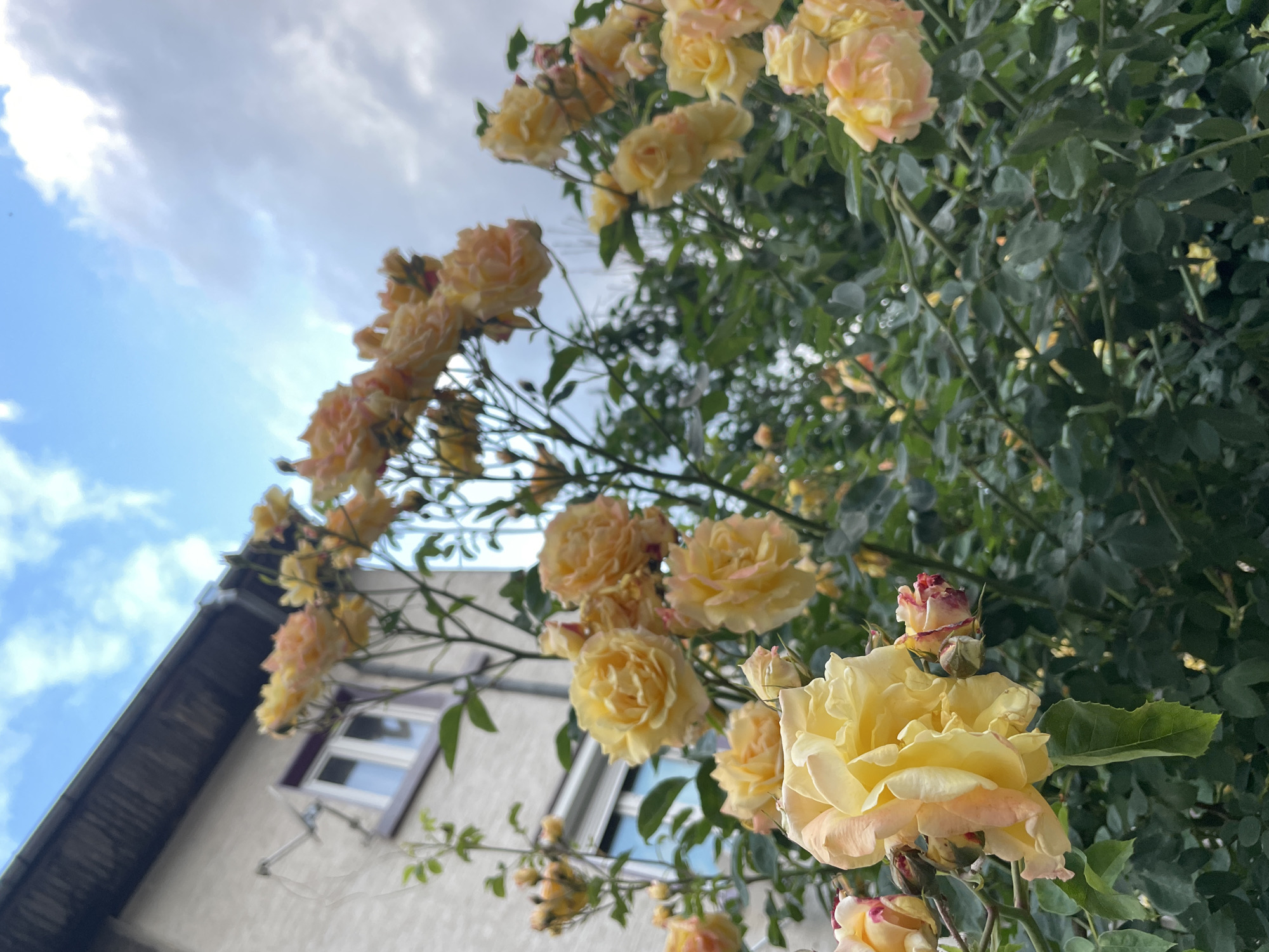 The image presents a low-angle perspective, looking upwards at a dense display of climbing roses against a building and sky. The primary subjects are numerous yellow and light pink roses, vibrant and in various stages of bloom, from tight buds with hints of red to fully open, ruffled flowers. The most prominent rose, in sharp focus, occupies the bottom right foreground, exhibiting soft yellow petals with delicate pink tips. The rich, dark green foliage of the rose bush is visible throughout the frame, creating a natural backdrop for the blooms.
On the left side, a section of a light-colored building, likely white or cream, is visible. It features a dark-colored roofline slanting diagonally upwards and a window with dark frames and light sills. The upper left portion of the image reveals a bright, partly cloudy sky, with patches of clear blue visible amidst soft white clouds, indicating daylight hours, possibly morning or afternoon.
No specific activity or event is taking place; the image captures a static moment of natural beauty. The overall mood is one of tranquility and the vibrancy of nature. There is no visible text within the image. Given the context, the scene is located in Sofia, Bulgaria, and the architectural style is consistent with an urban European setting.
